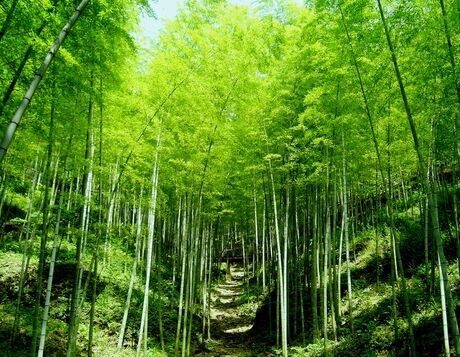 西窗风采61百花园第32集首发