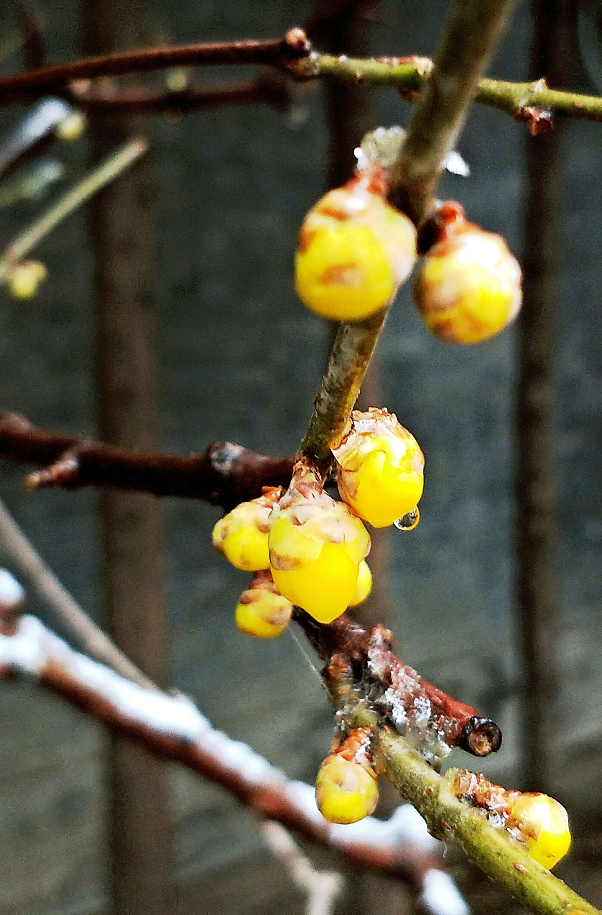 踏雪寻梅
