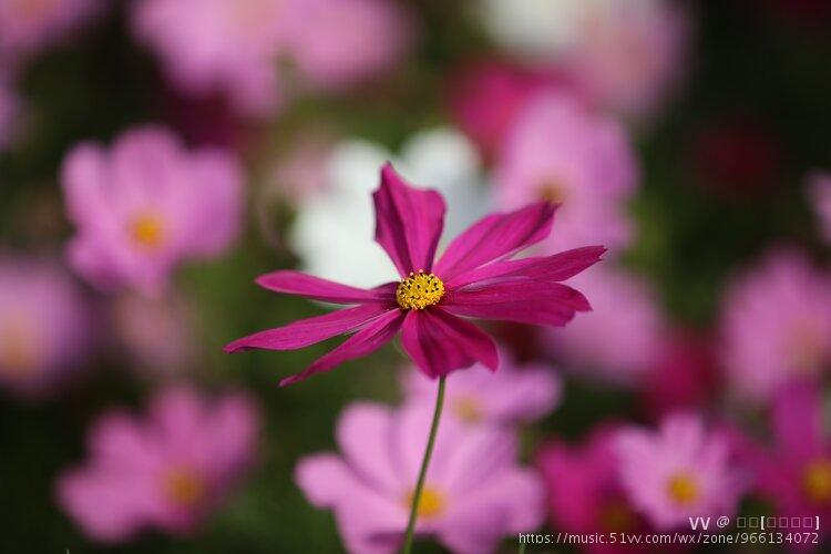 格桑花