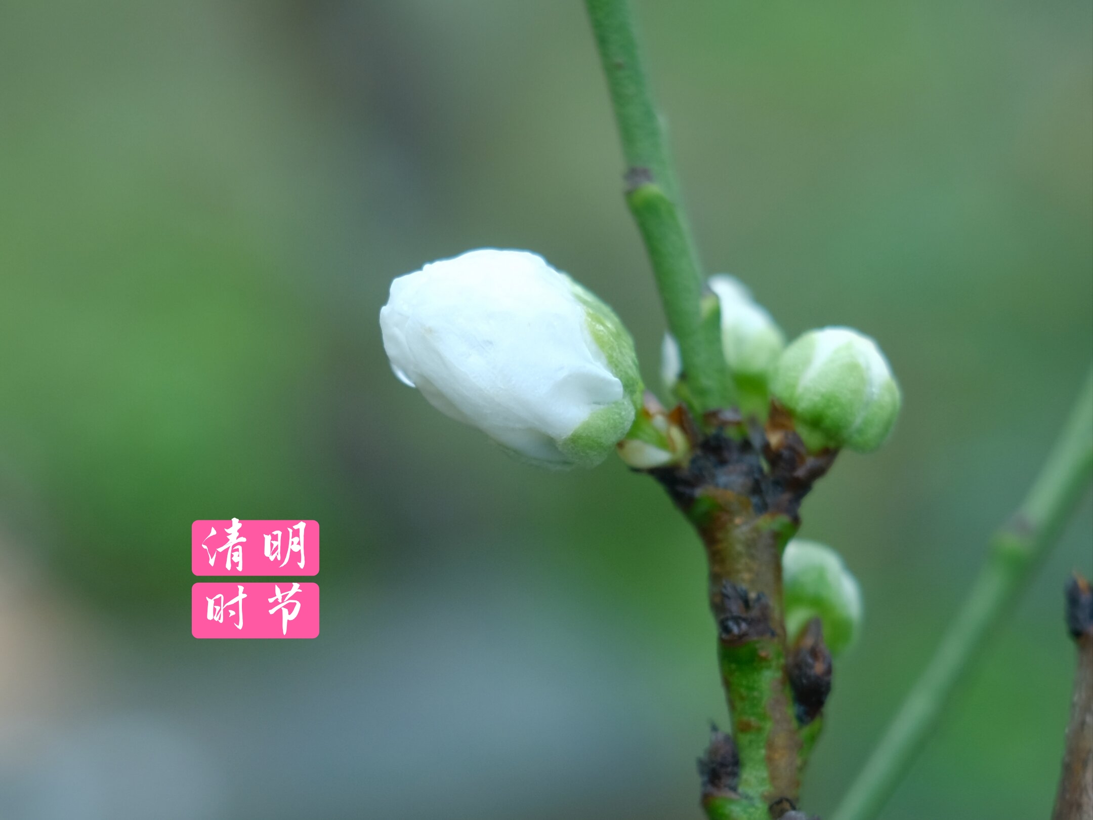 清明节雨纷纷 白桃花寄思情