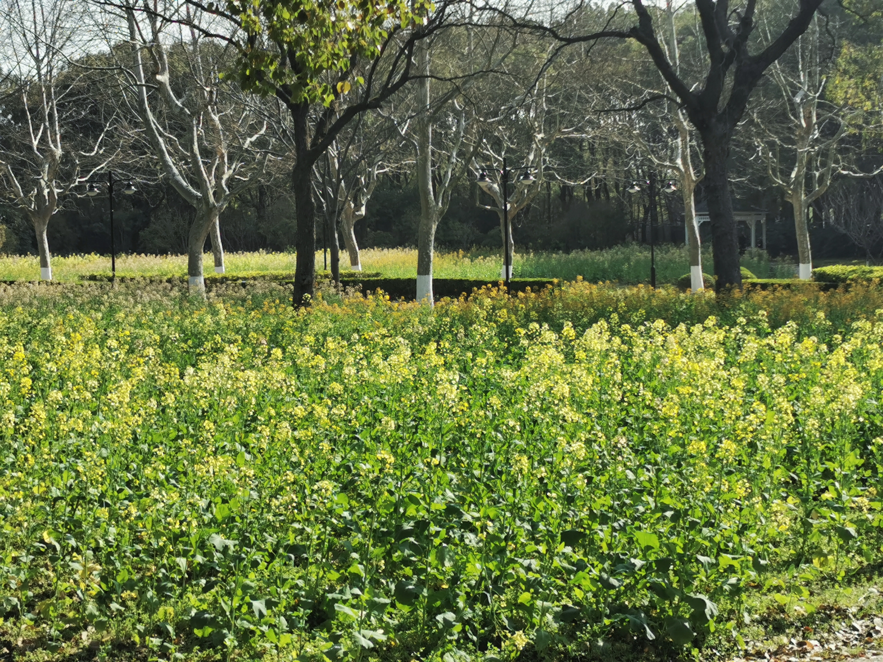 世纪公园—五彩油菜花