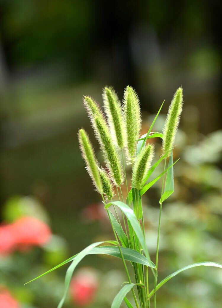 狗尾草