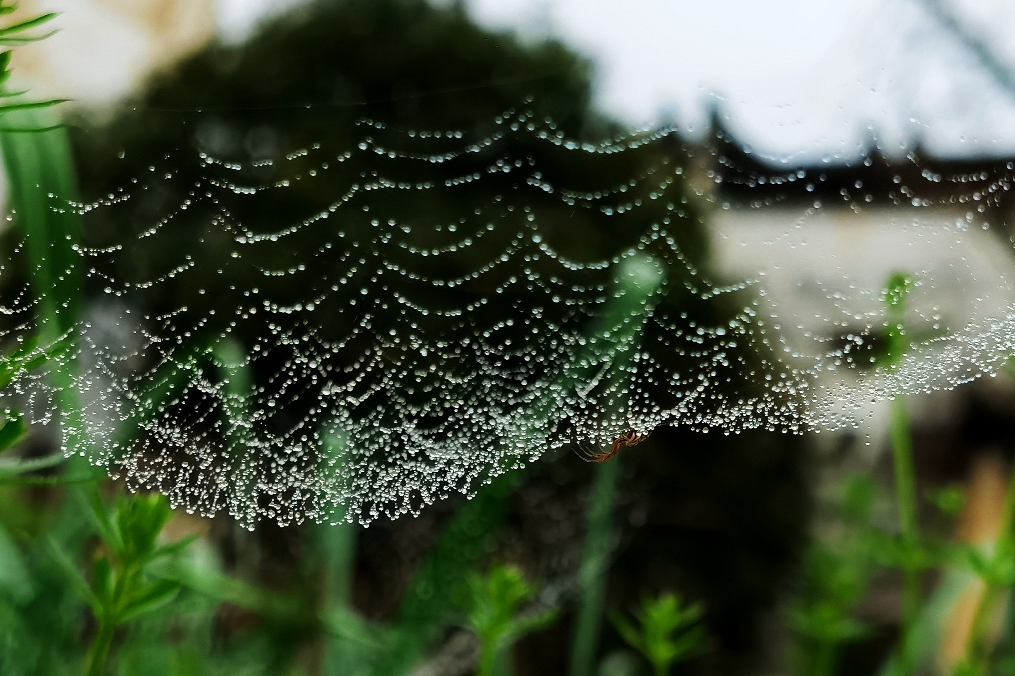 雨后现形的蜘蛛网【首发】