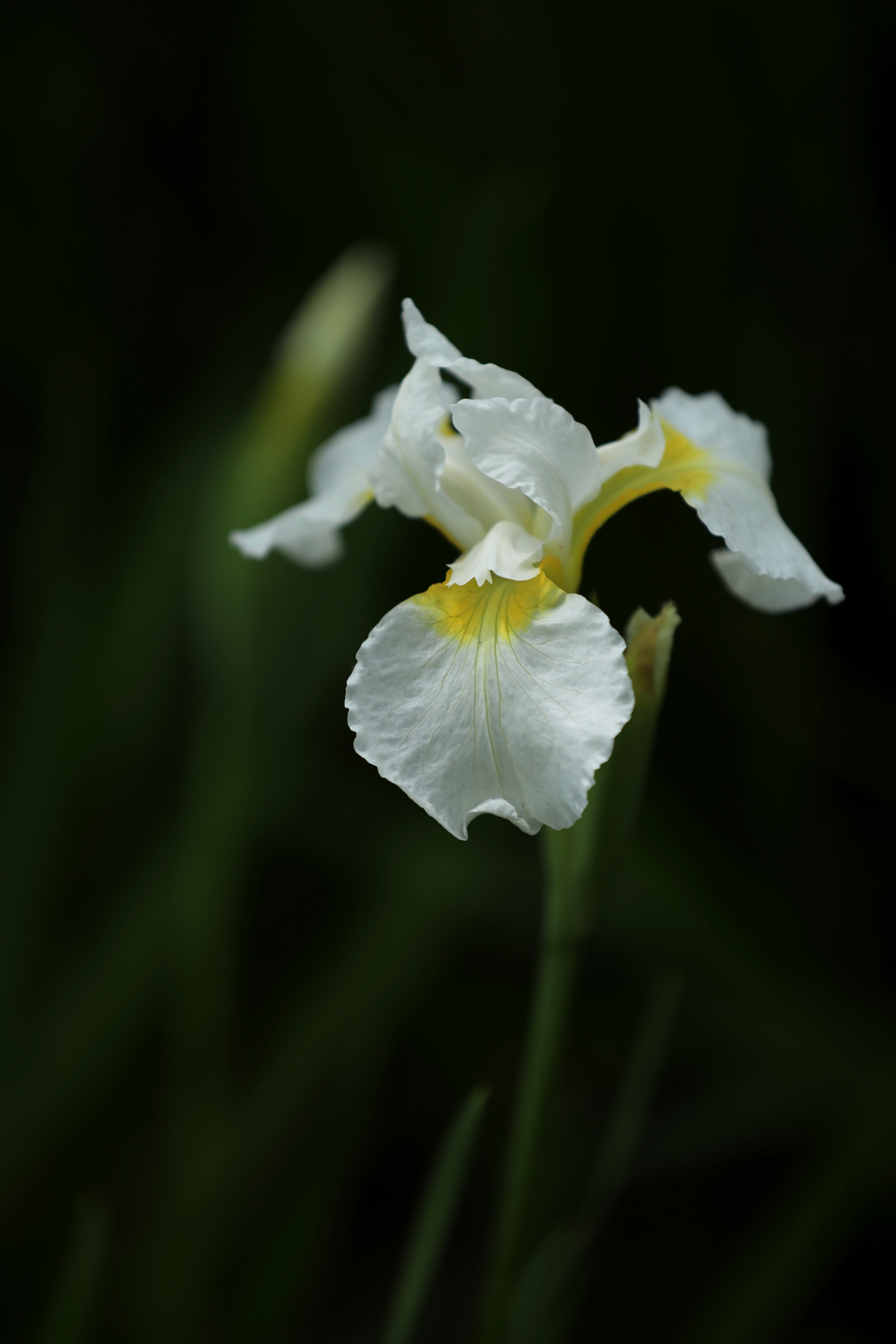 首发白色鸢尾花