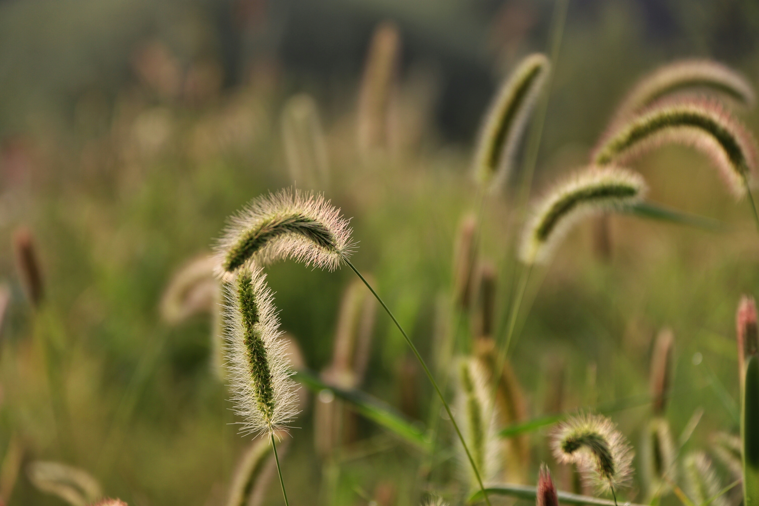 狗尾巴草