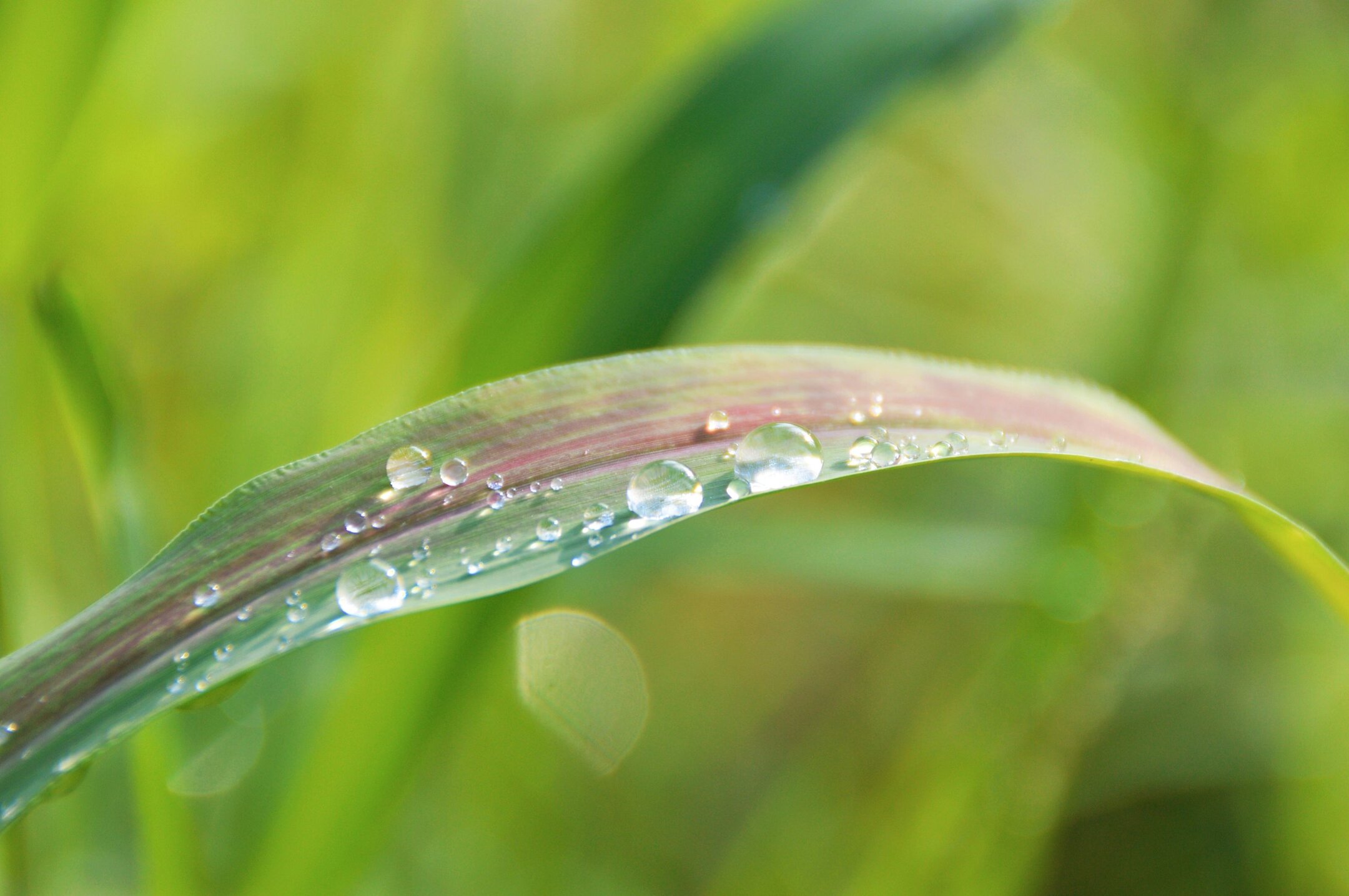 雨后清晨的露珠首发