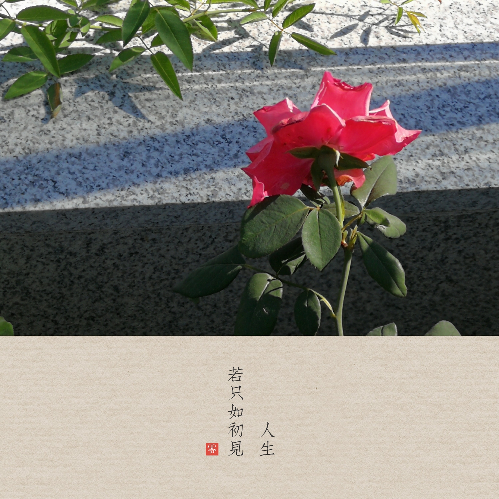 从初识到熟悉：莎莫的500天内的秘密与情感的下载记录 (从初识到熟悉到相知)