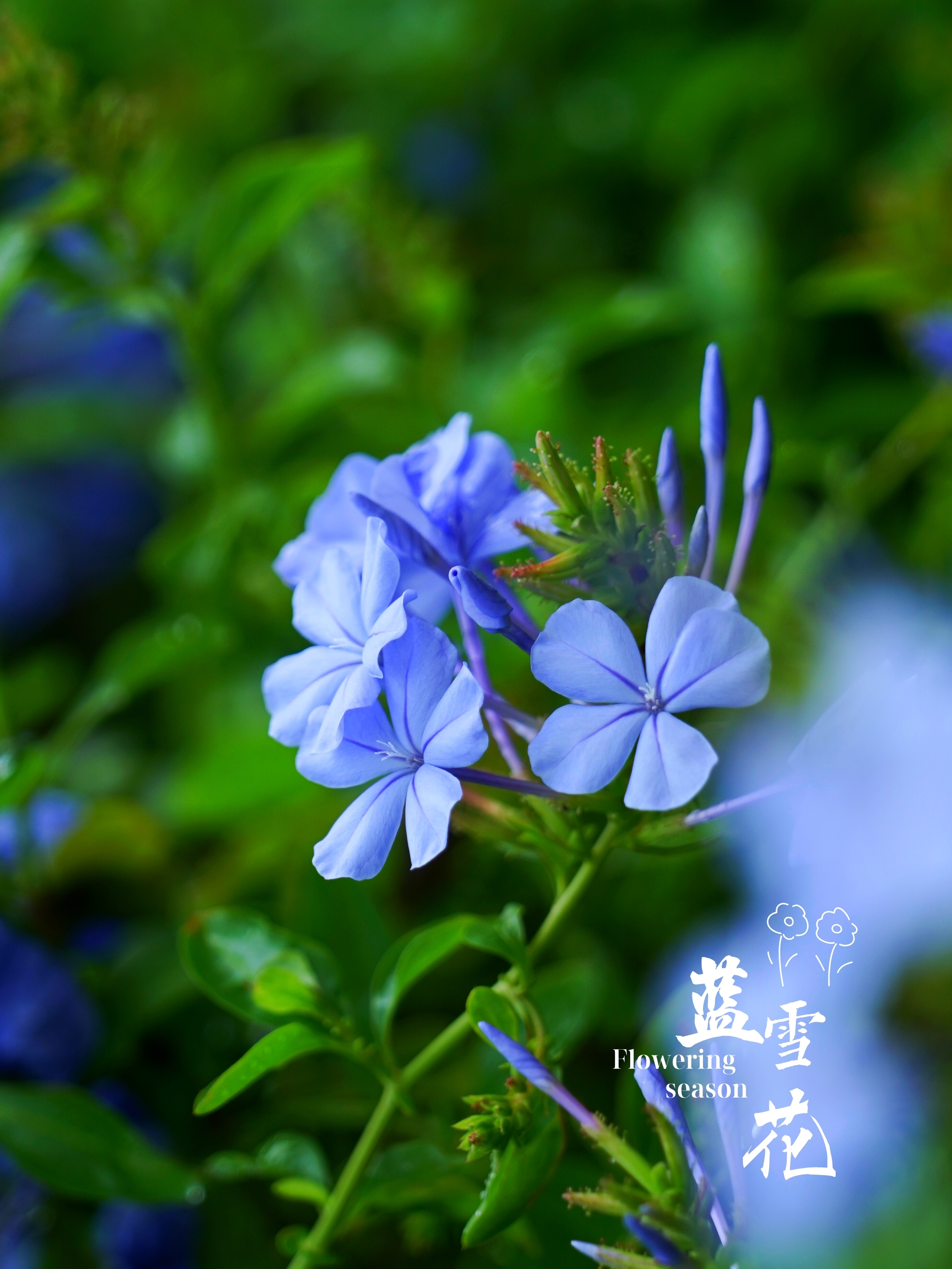 蓝雪花(首发)