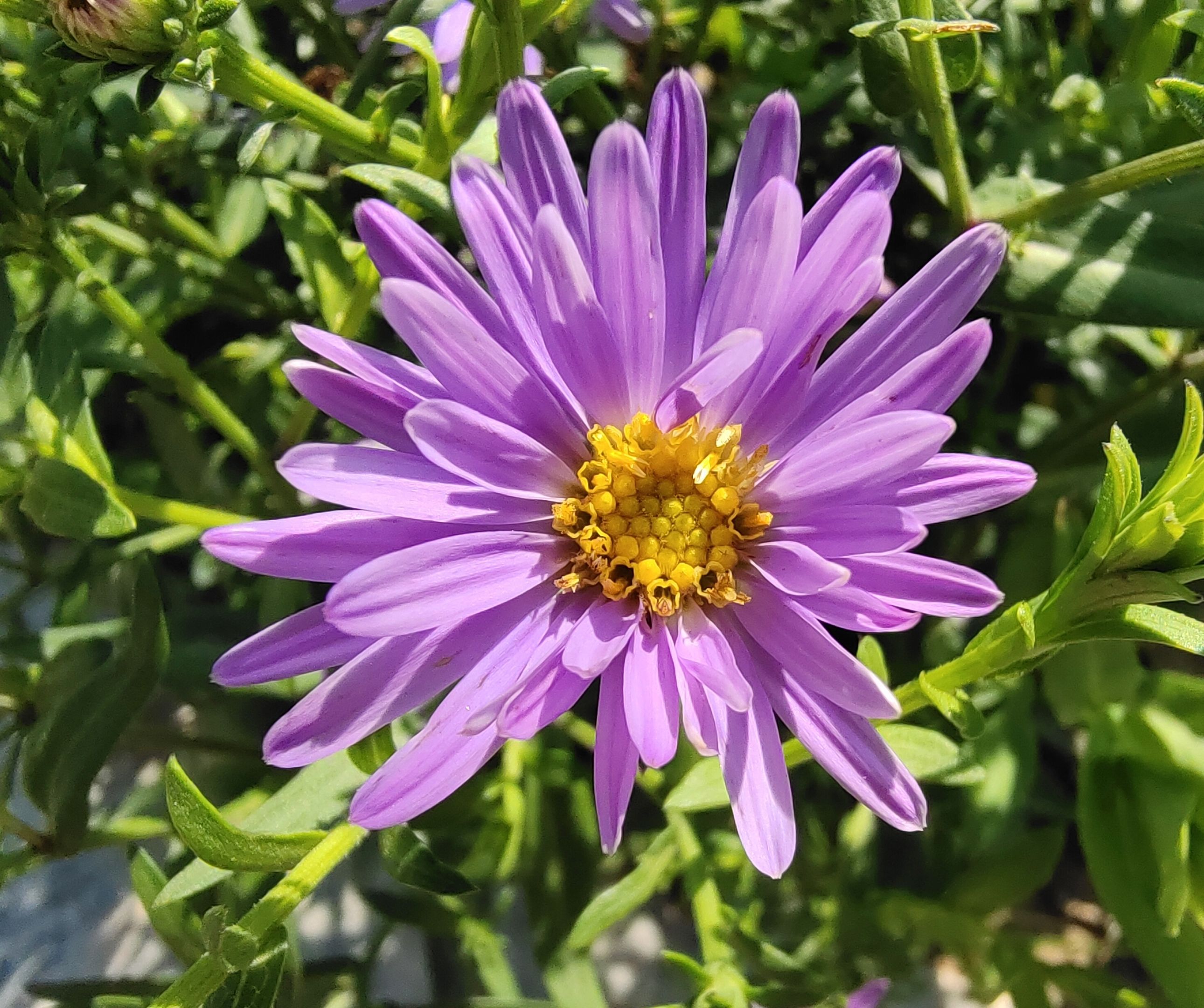 紫菀,别名:青苑,紫倩,小辫,返魂草,山白菜等;菊科紫菀属