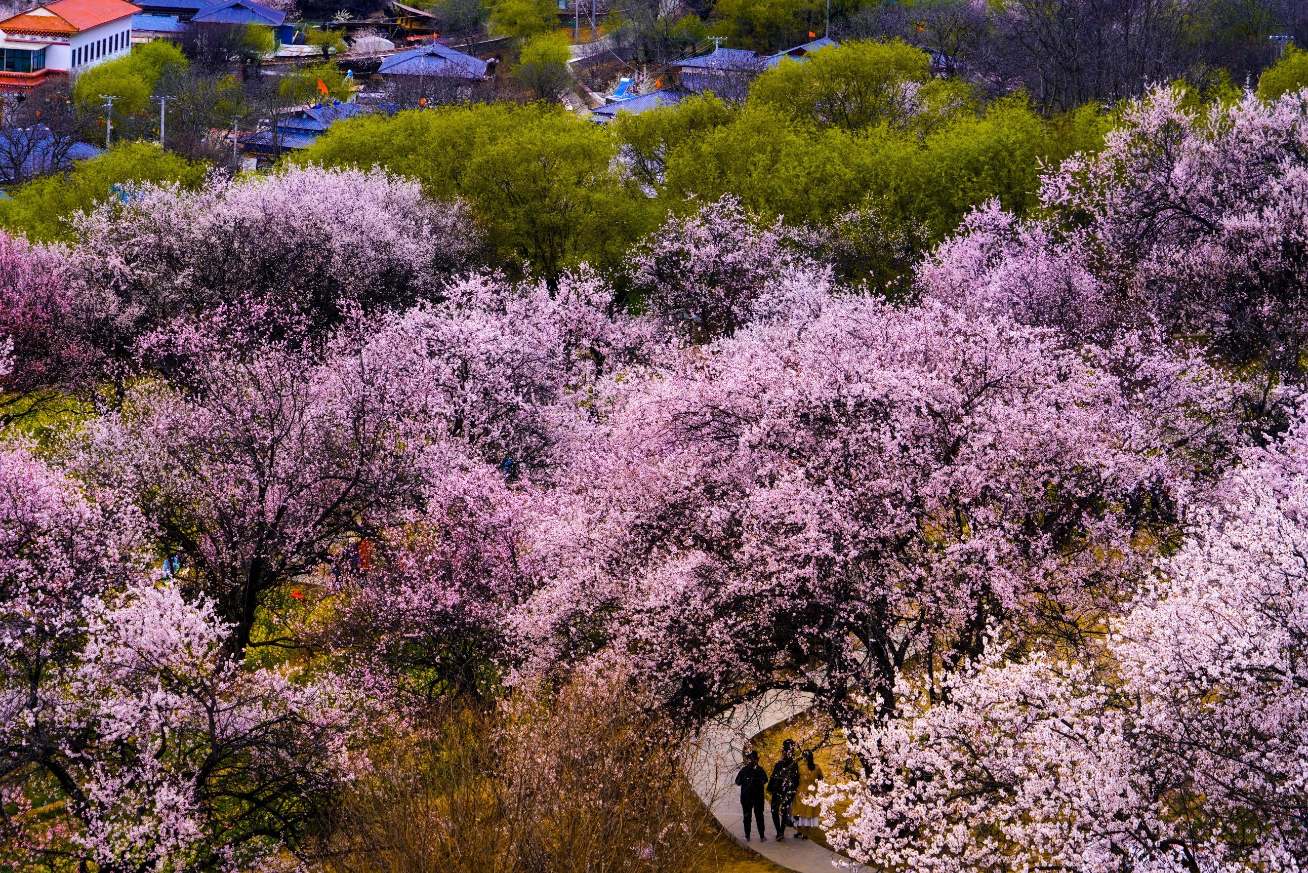 林芝嘎拉桃花村