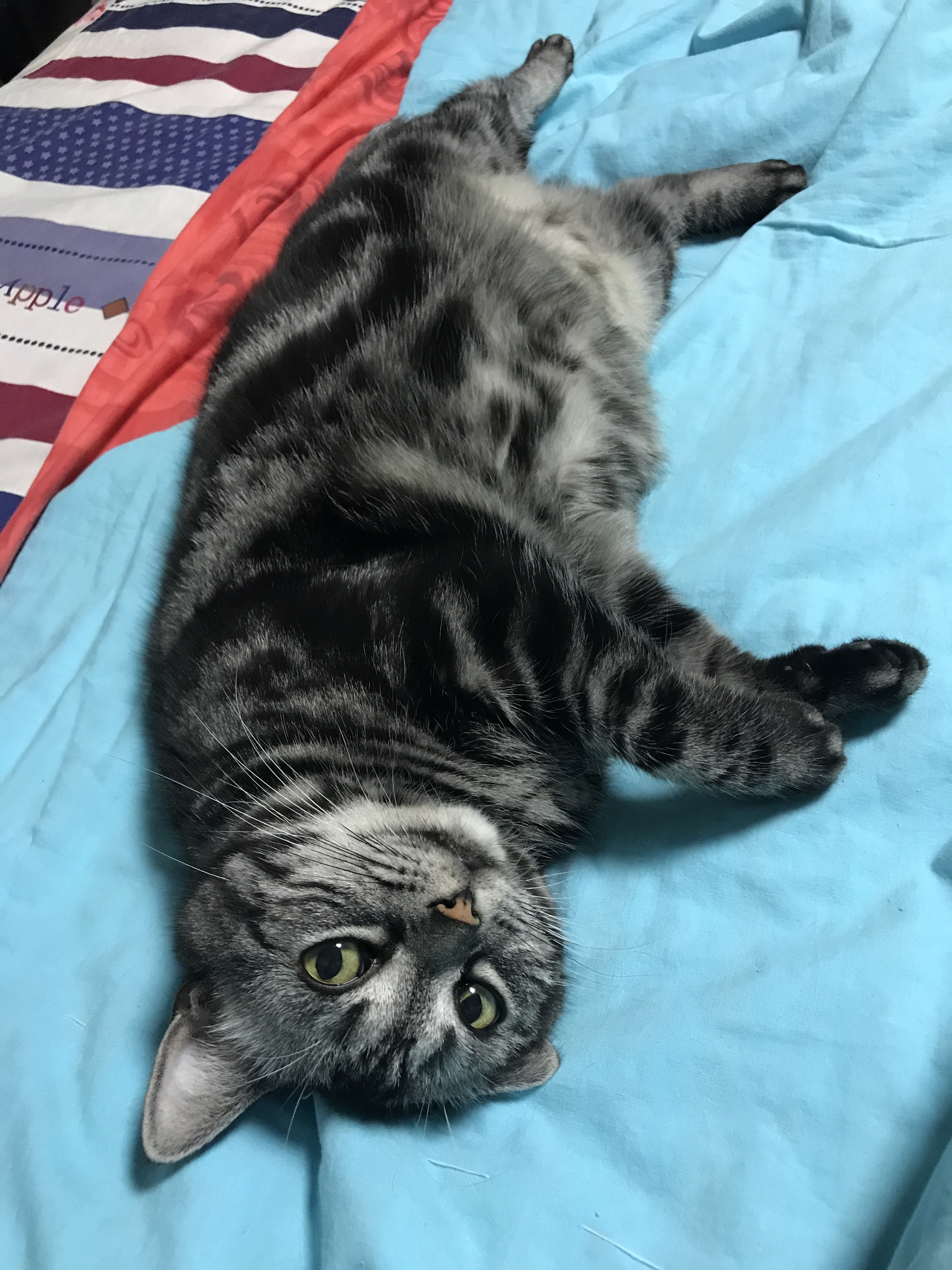 我家有赖猫