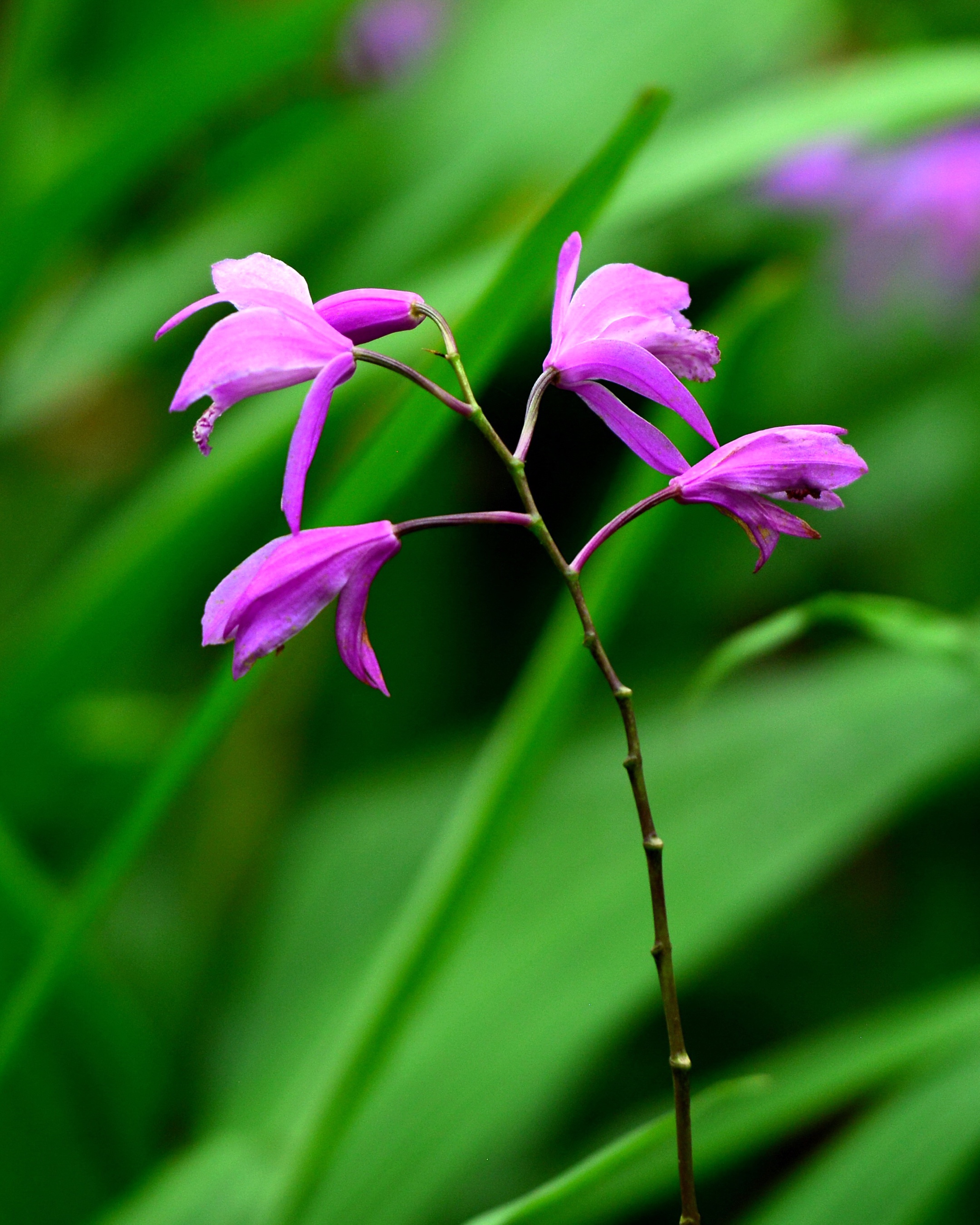 【首发】白芨花