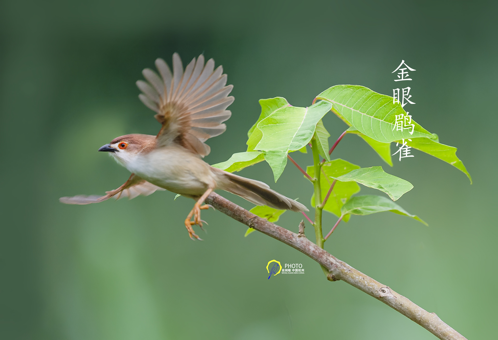 金眼鹛雀,拍摄于广西弄岗!