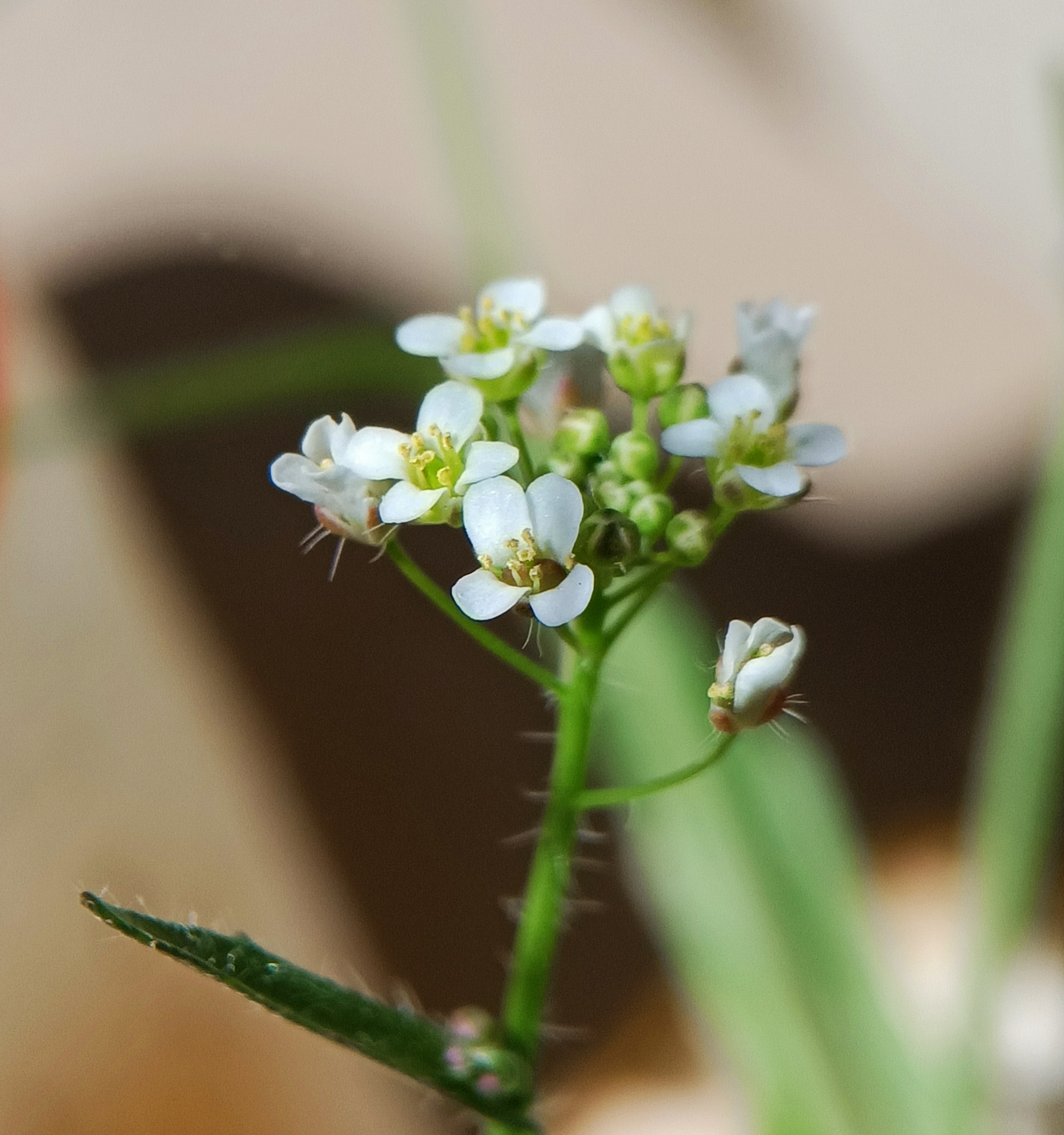 荠菜花首发