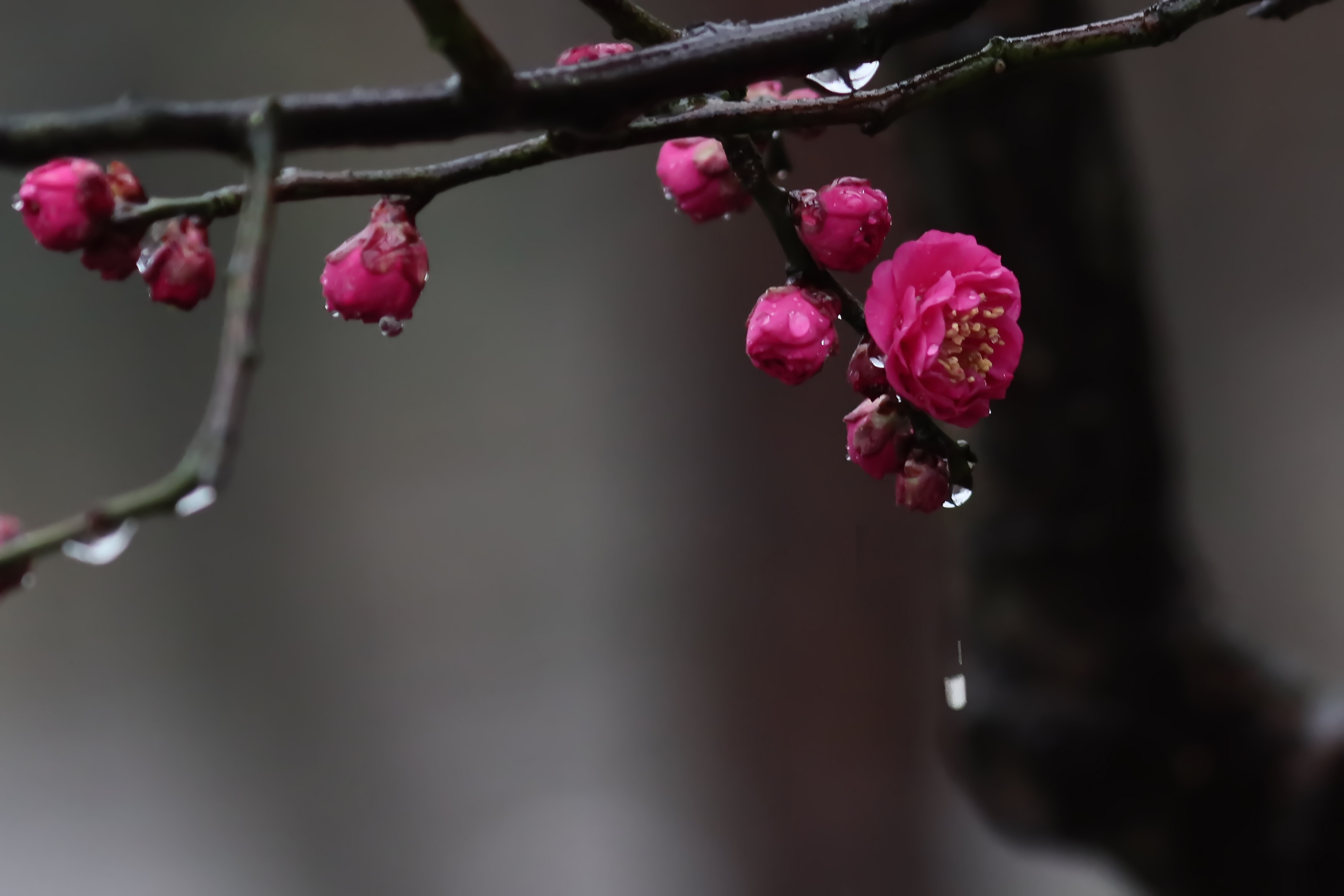 春雨
