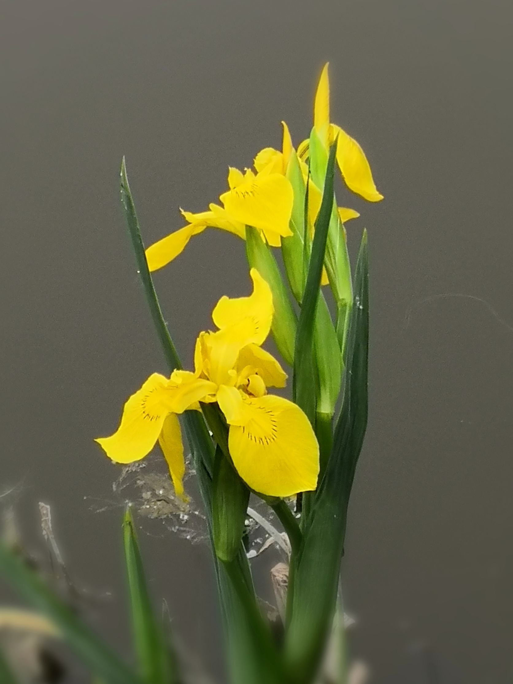 水中仙花黄菖蒲首发