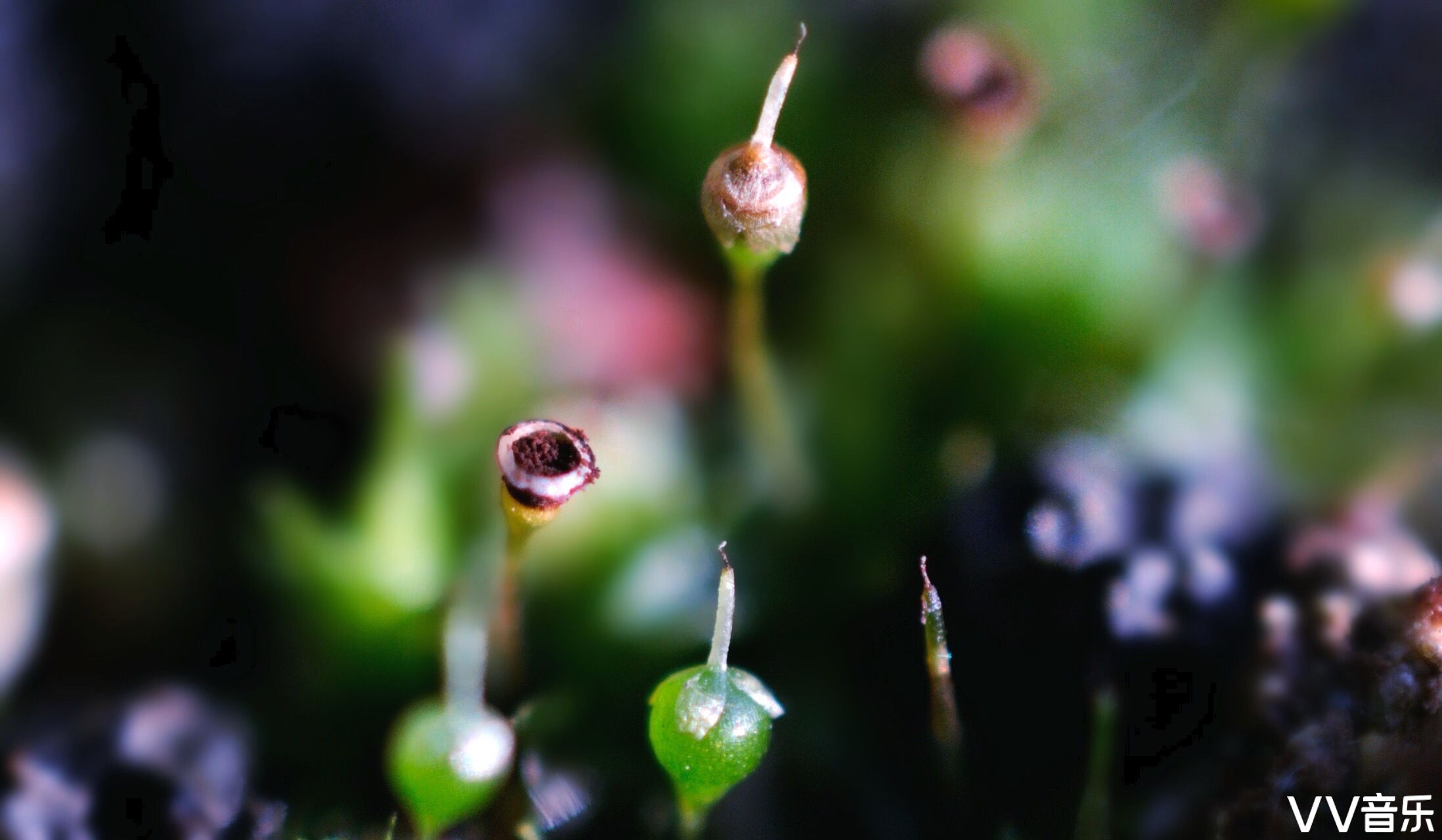 苔花