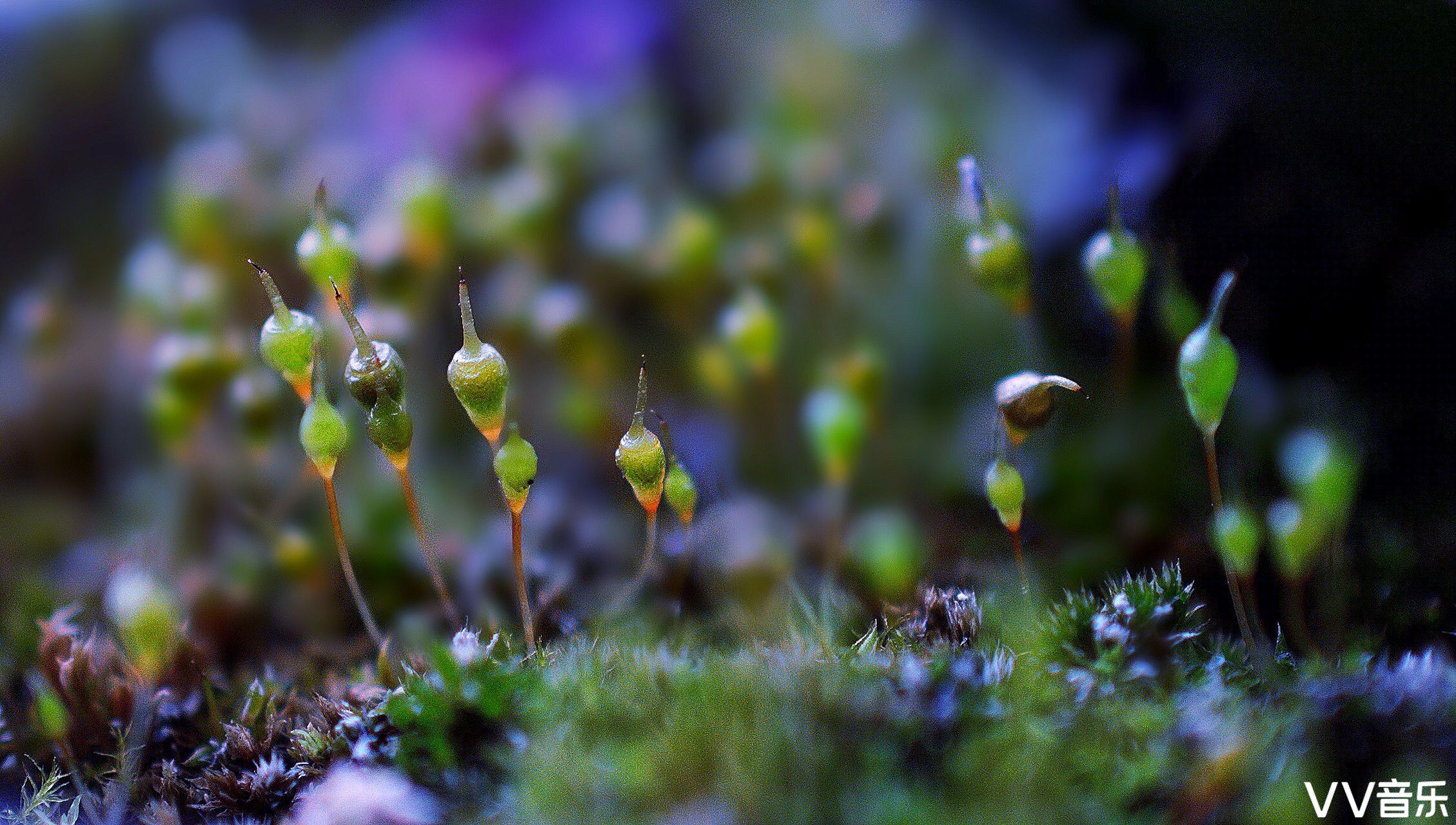 苔花