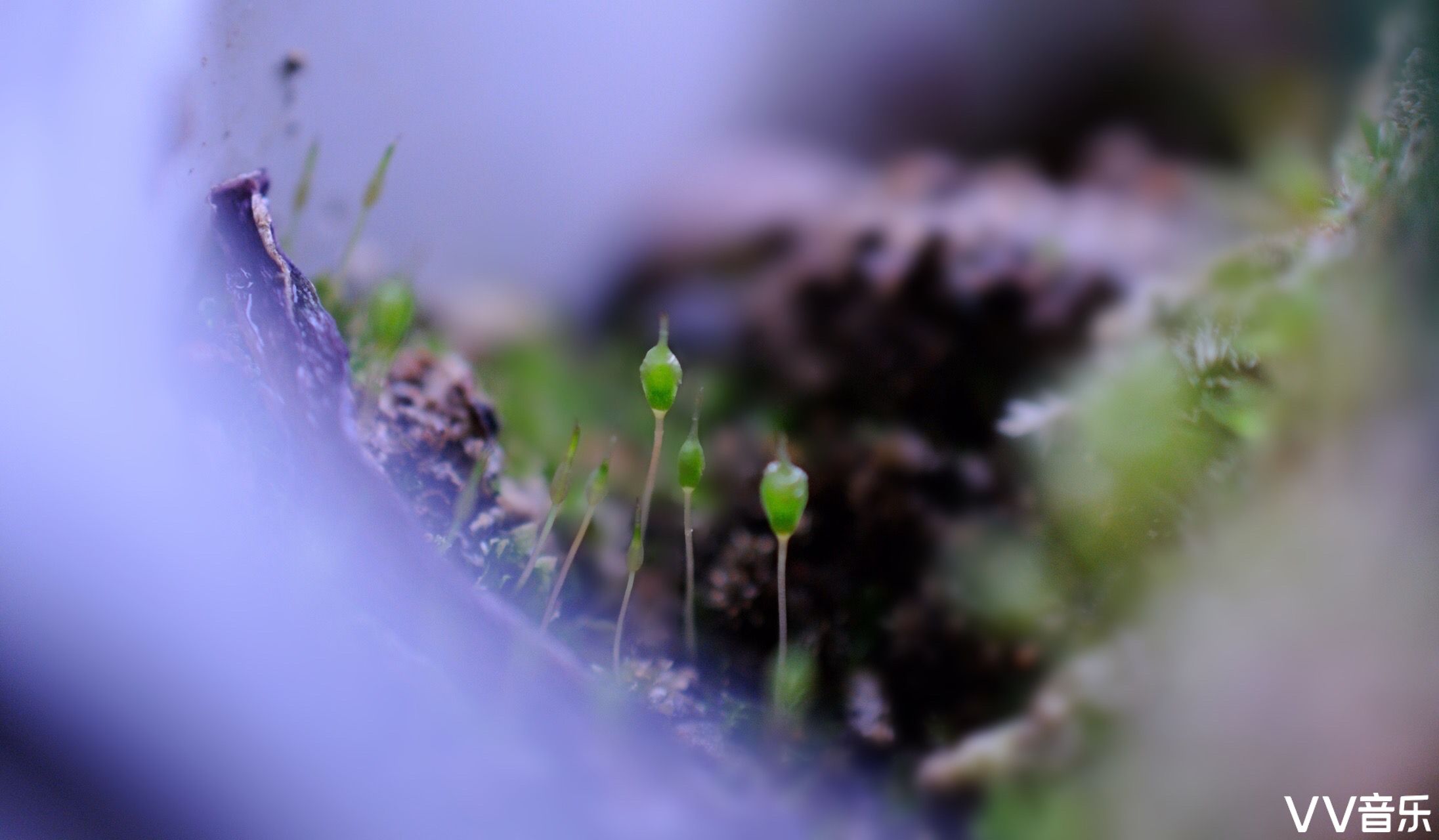 苔花