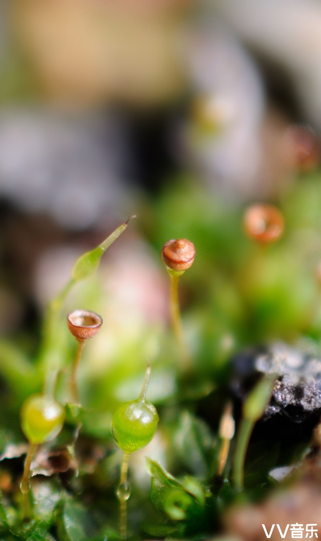 苔花