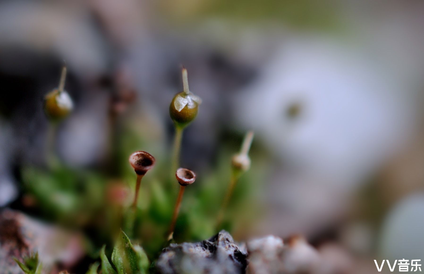 苔花