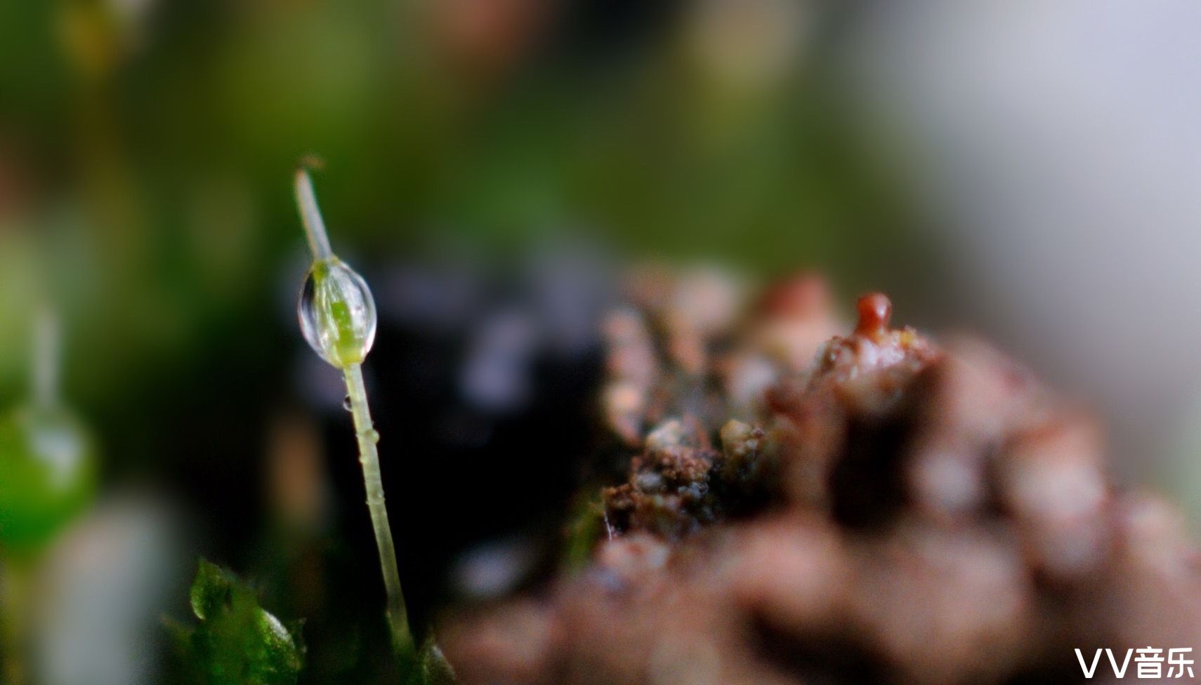 苔花