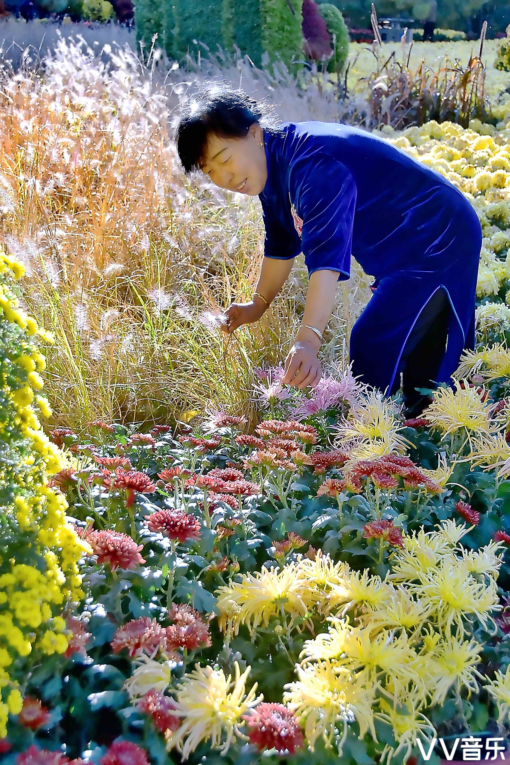 秋菊