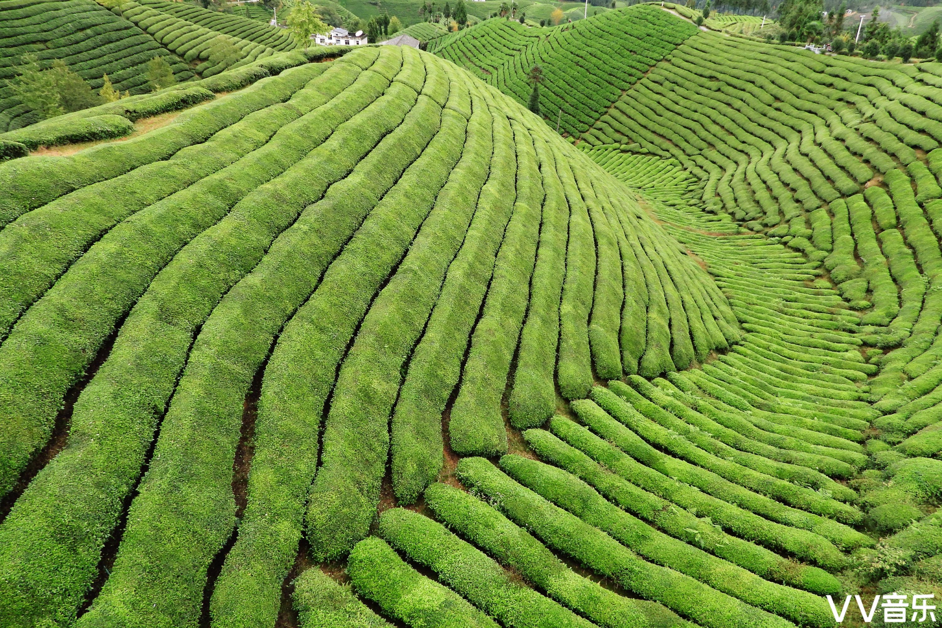 中国最美茶园木耳山