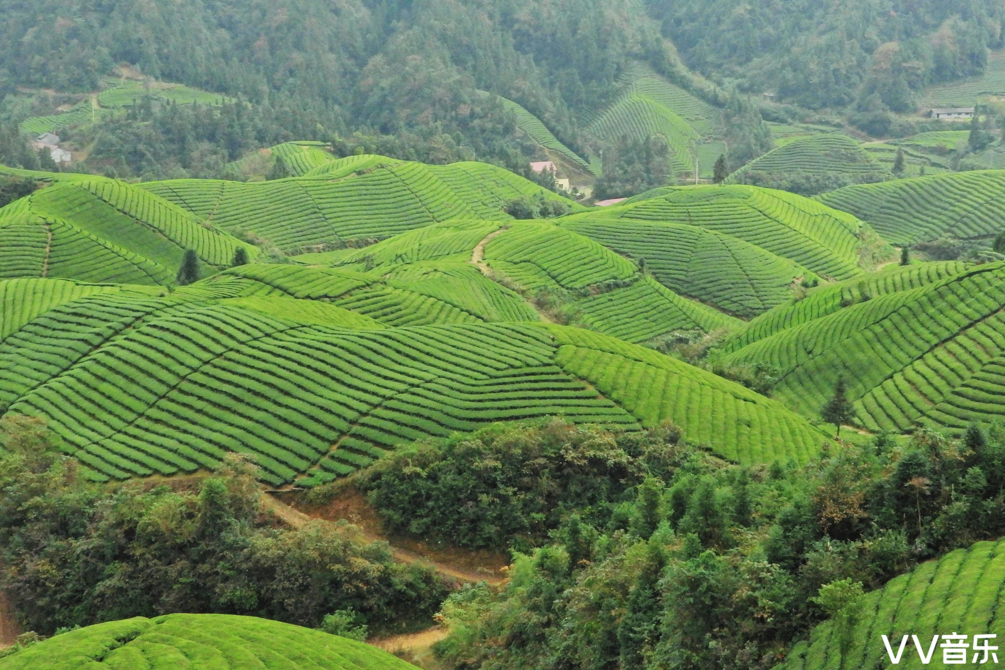 中国最美茶园木耳山