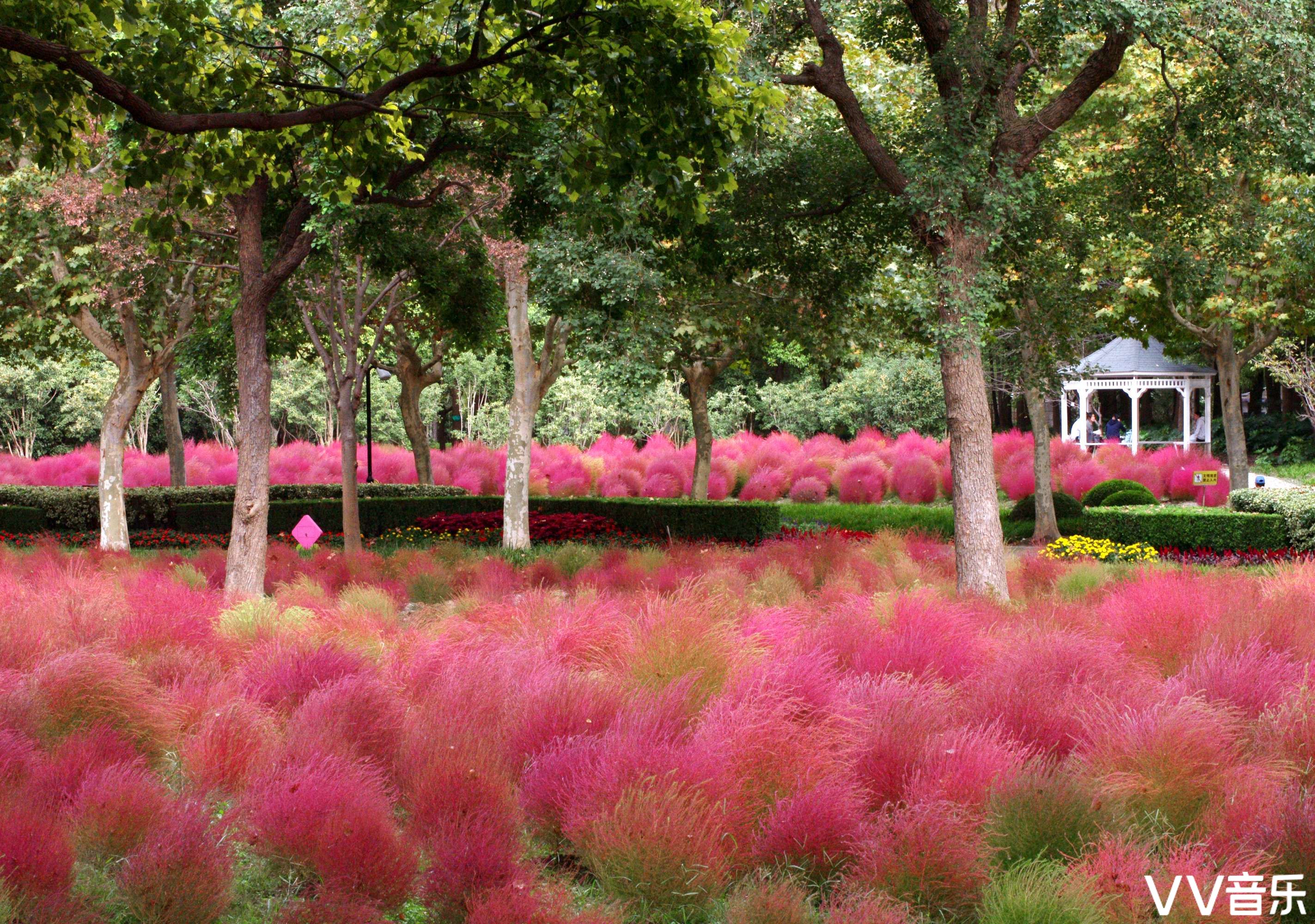 红叶地肤草