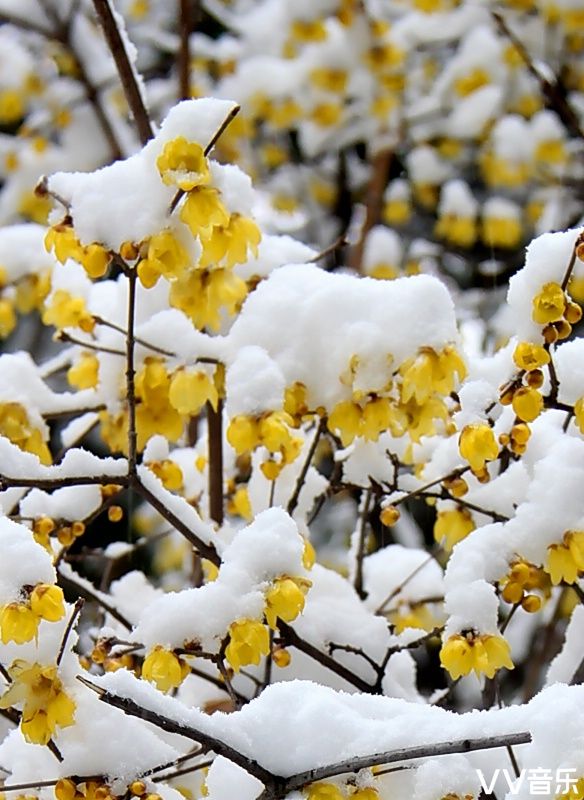 七绝 傲雪 梅开  腊梅怒放满枝梢,白絮飞压欲断腰.