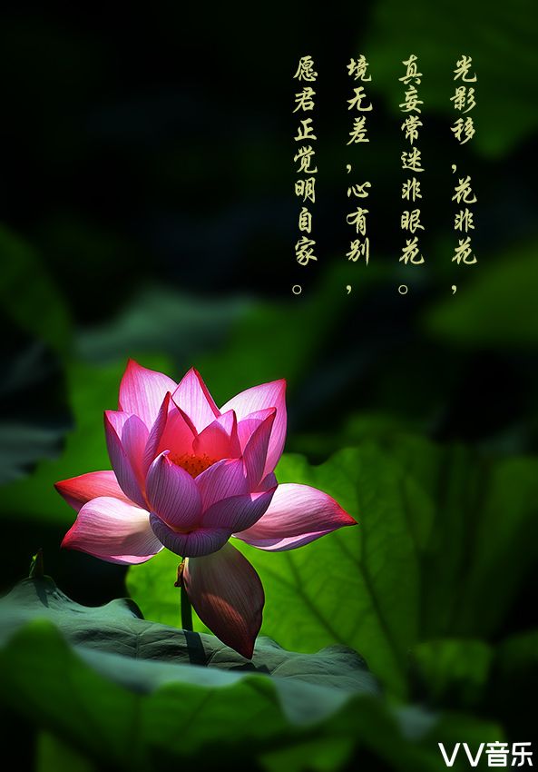 荷梦花影(四季百荷图)