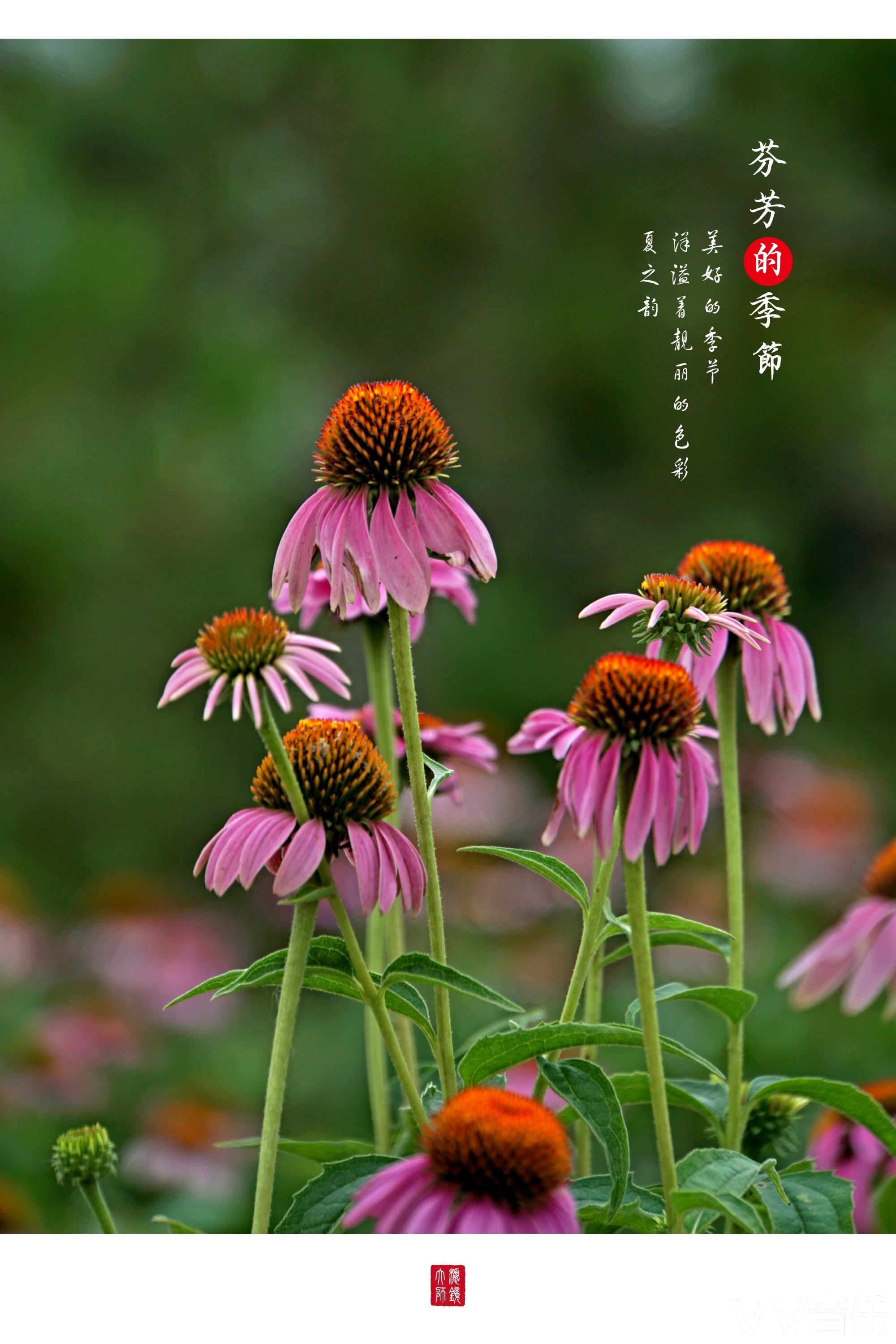 芬芳的紫松果菊