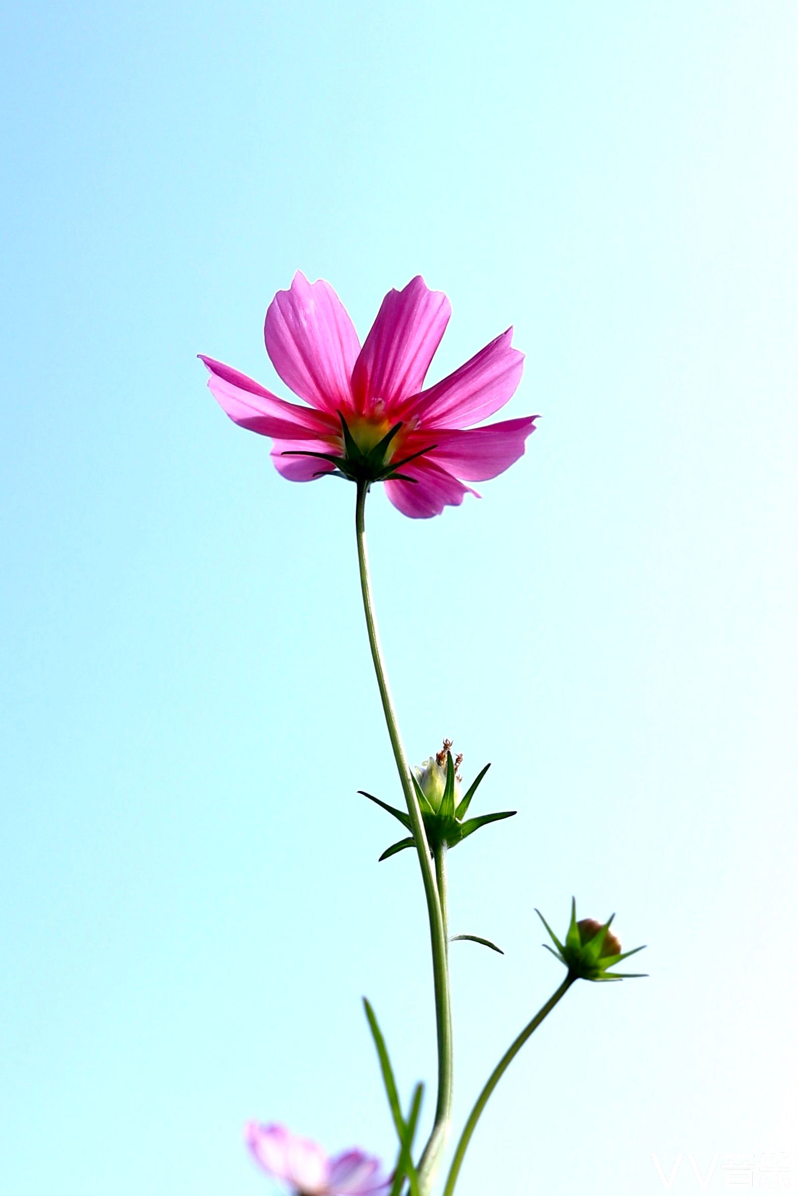 格桑花