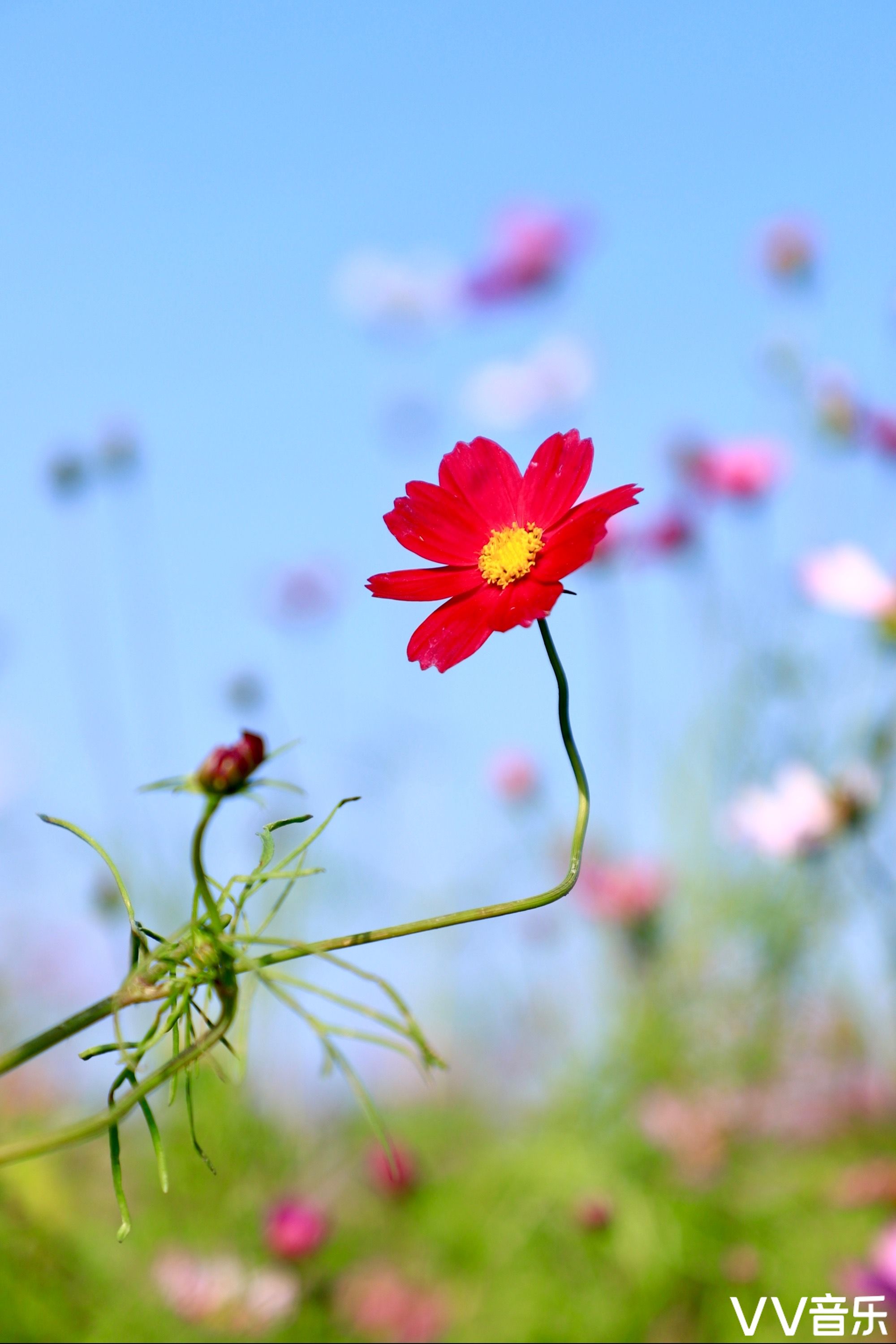 格桑花