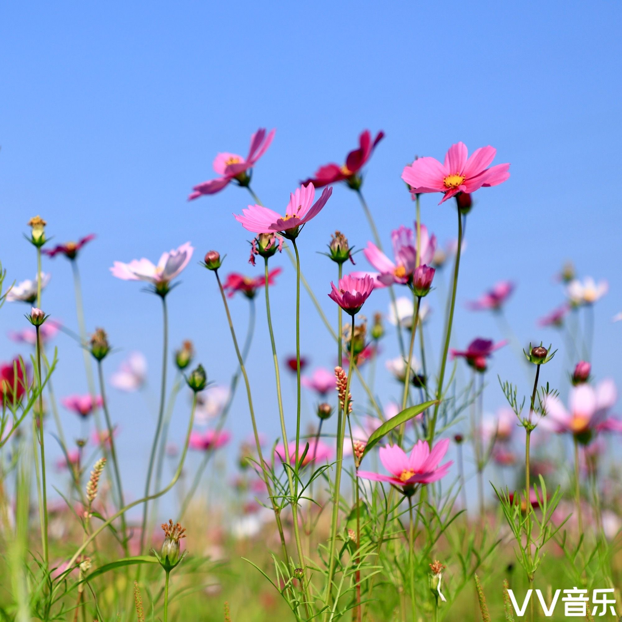 格桑花