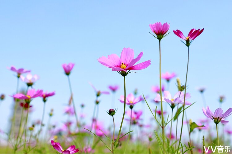 格桑花