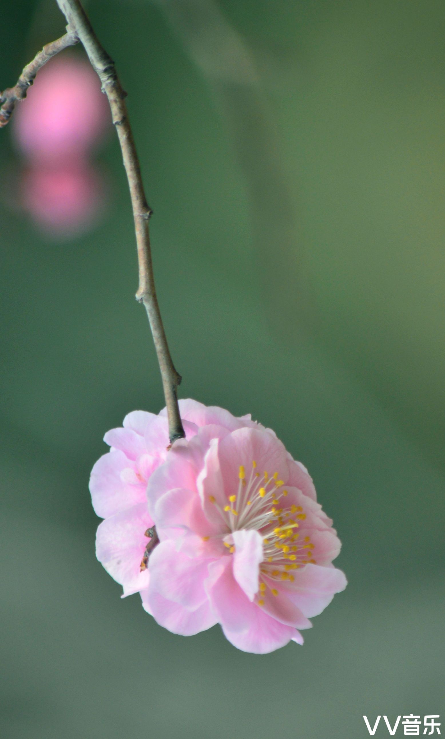 梅花