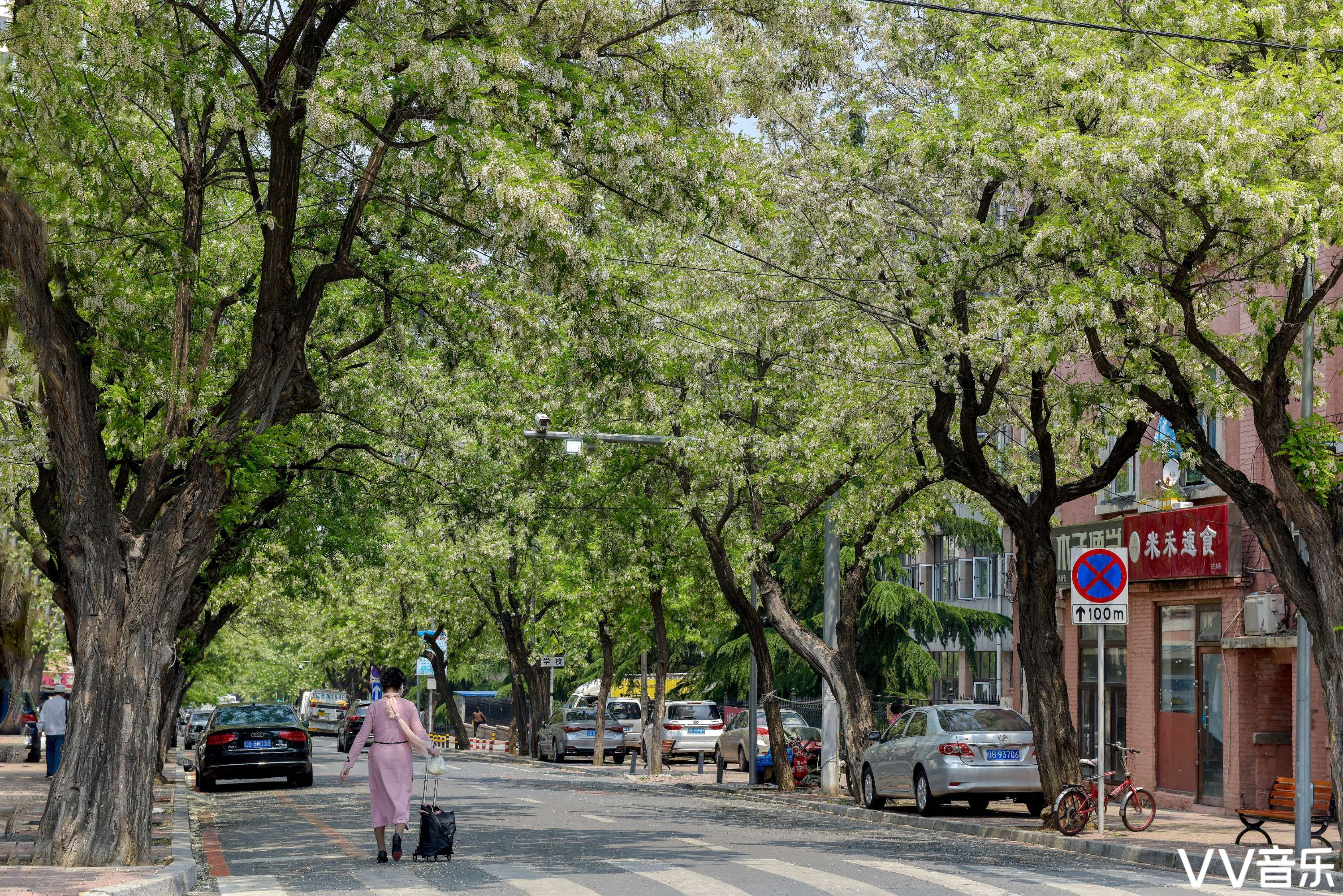 大连市正式命名为"槐花大道"