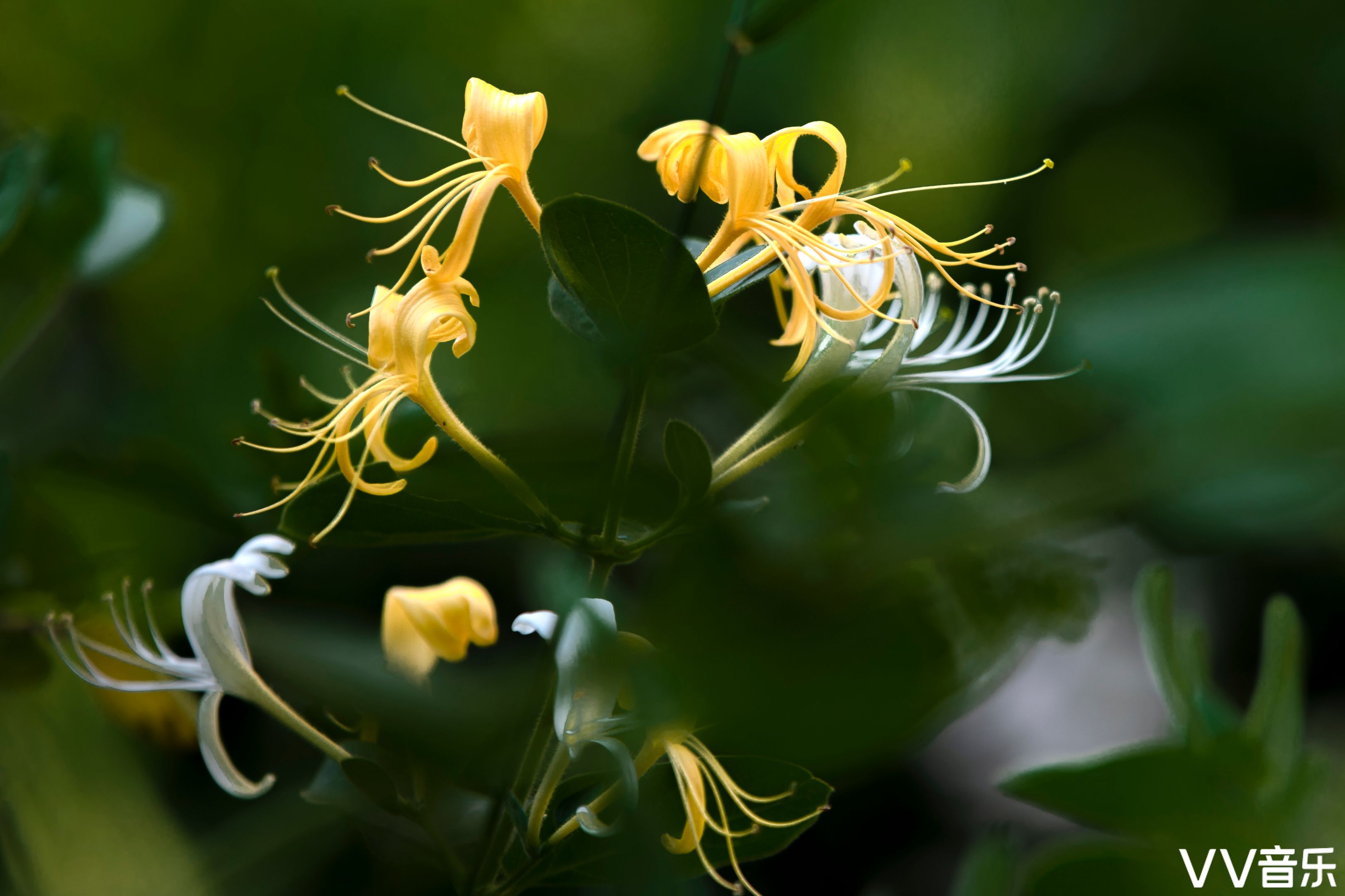 金银花