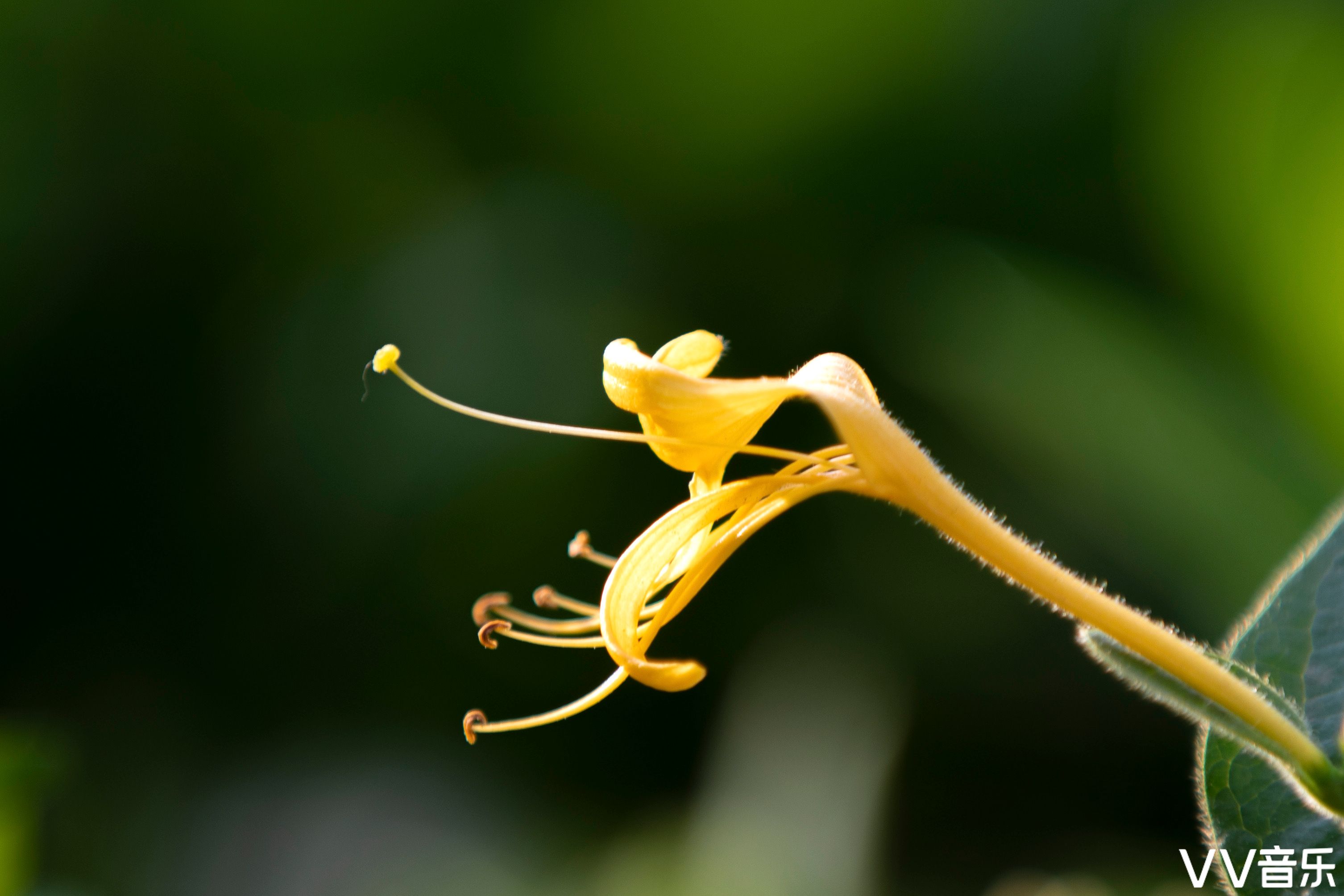 《金银花》