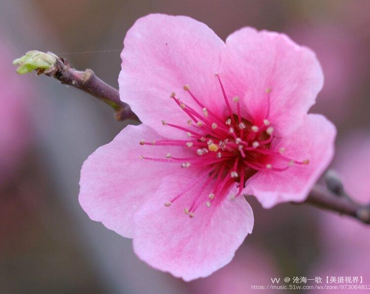 清新風粉面桃花朵朵開