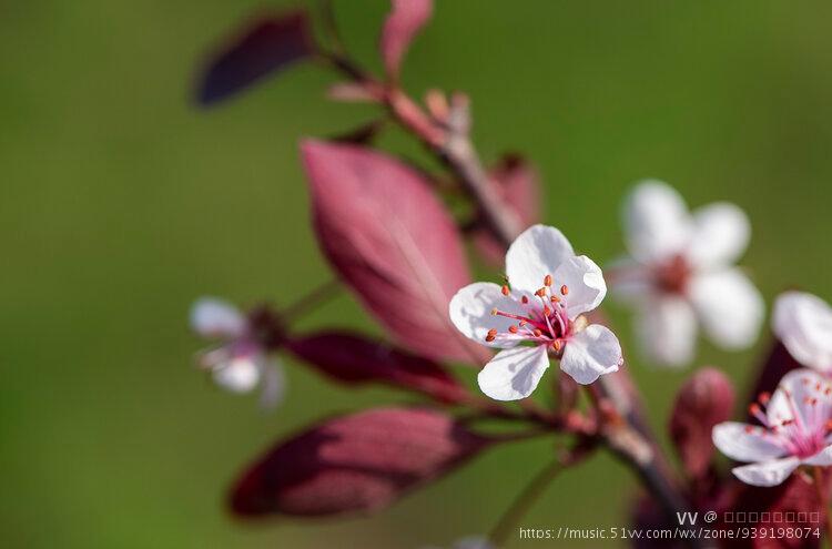 矮樱花是樱花的一种.它有着非常美好的花语:热烈,纯洁,高尚.