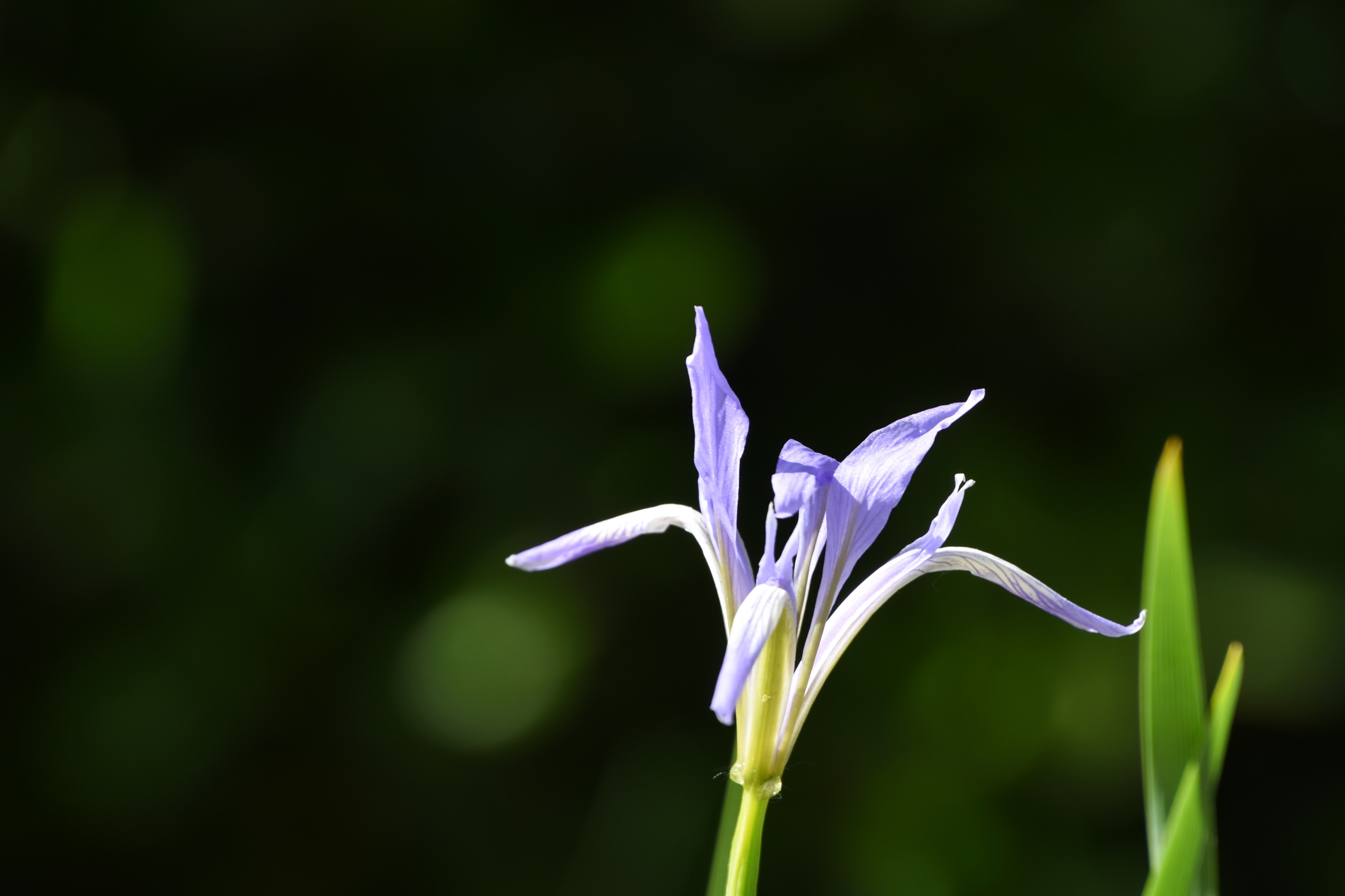 【首发】那一天,我遇到了马兰花