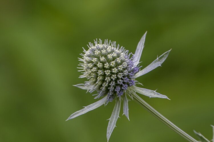 首发扁叶刺芹一