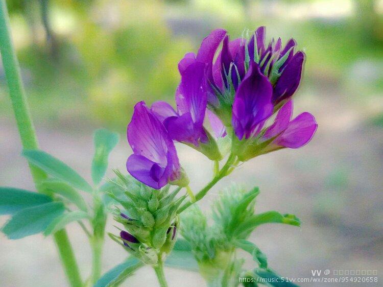 苜蓿花花语:誓言 花箴言:恋爱,恋爱.