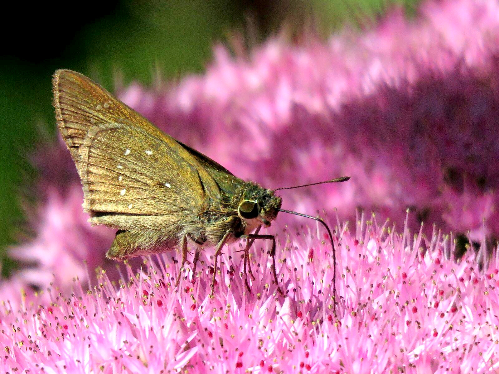 【首发】稻苞虫
