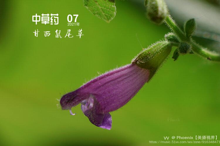 中草药.唇型科的甘西鼠尾草[首发]