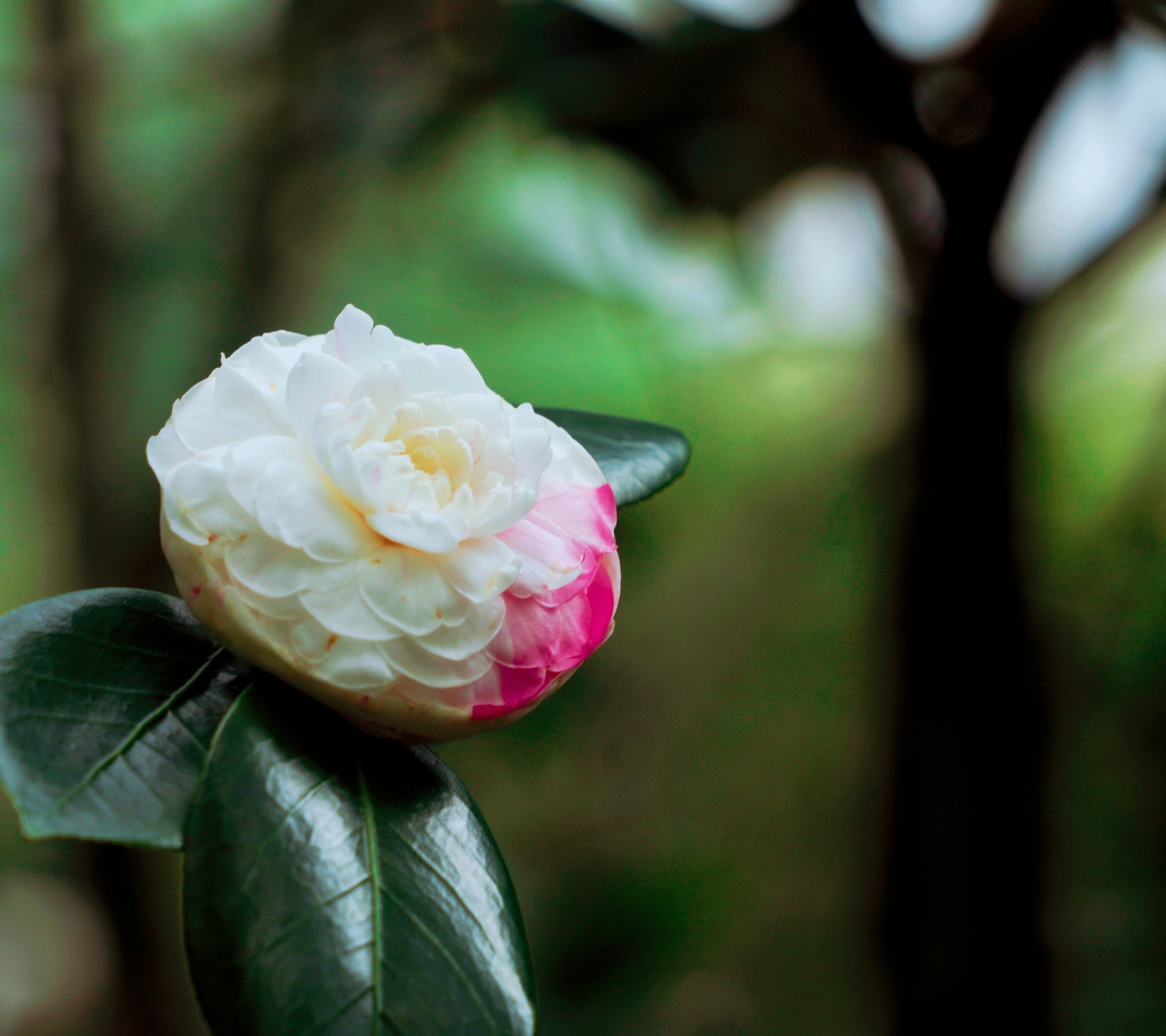 【原创首发】白茶花