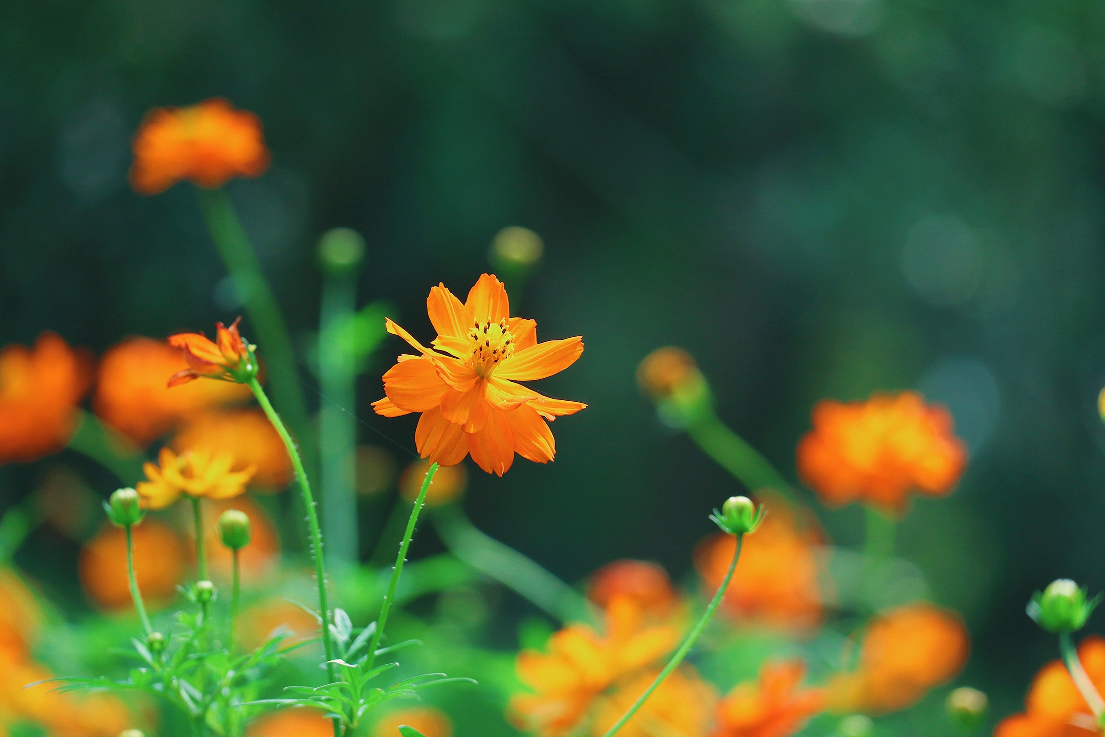 绚烂秋花醉清风